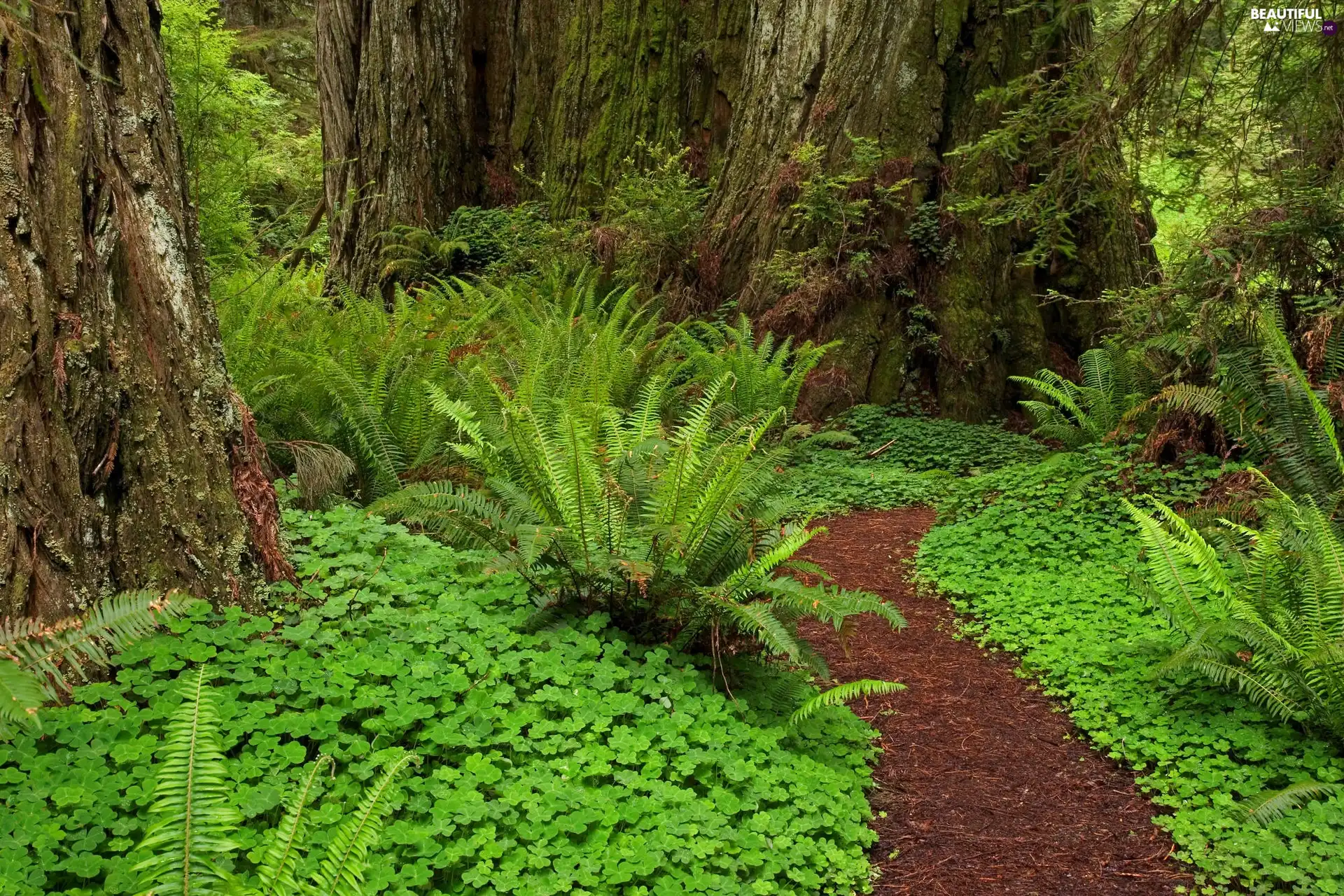 fern, forest, Path