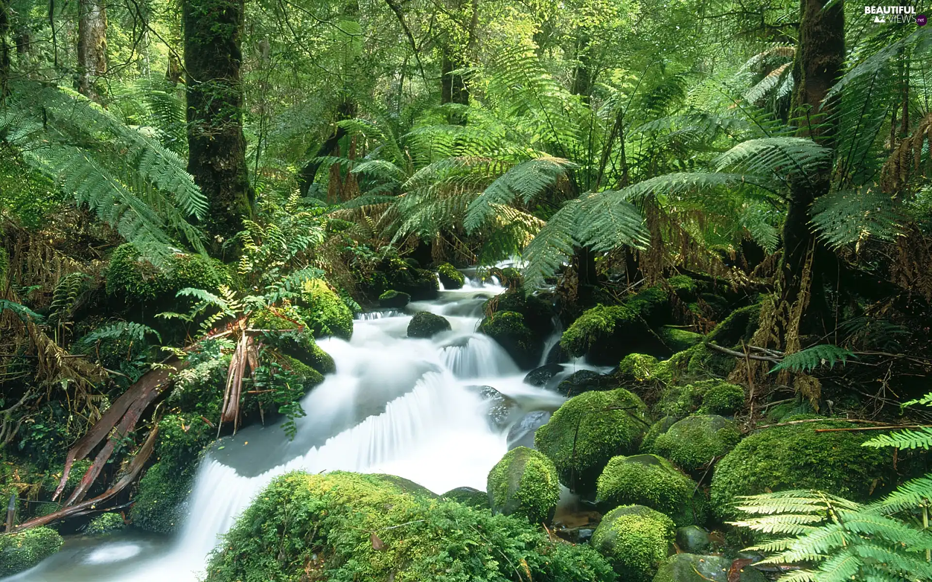 River, Stones, Fern, mossy