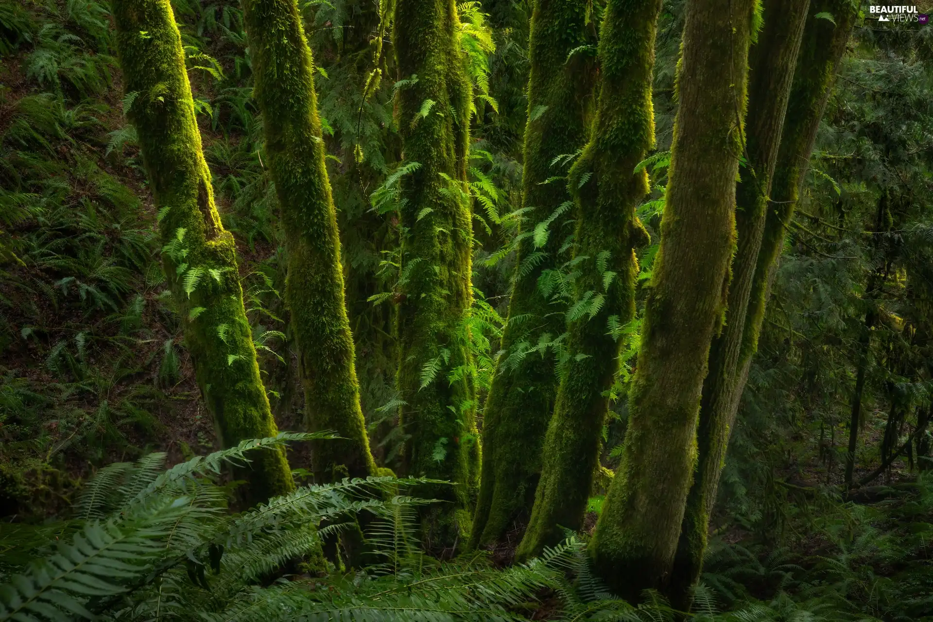 viewes, forest, Stems, fern, mossy, trees