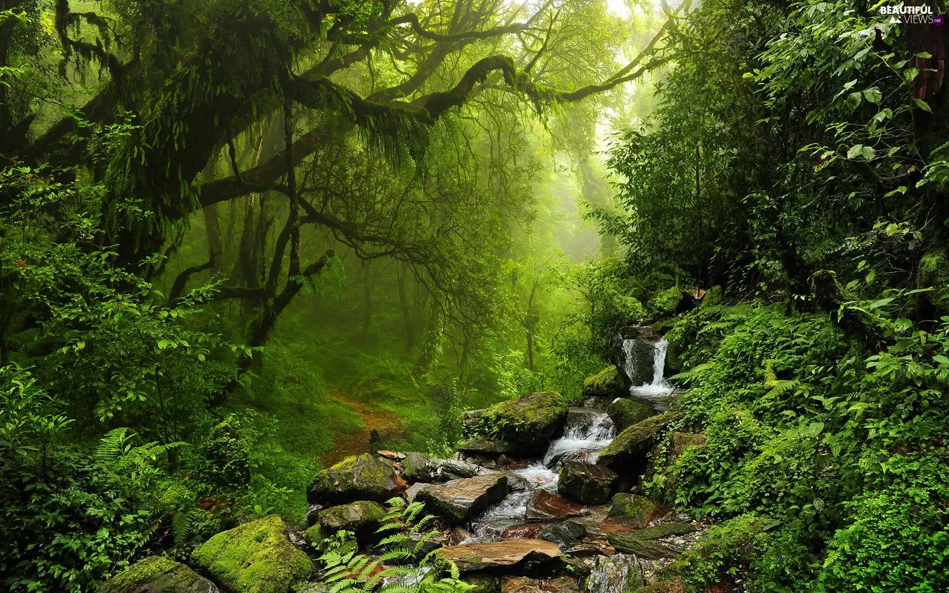 viewes, forest, Stones, fern, flux, trees