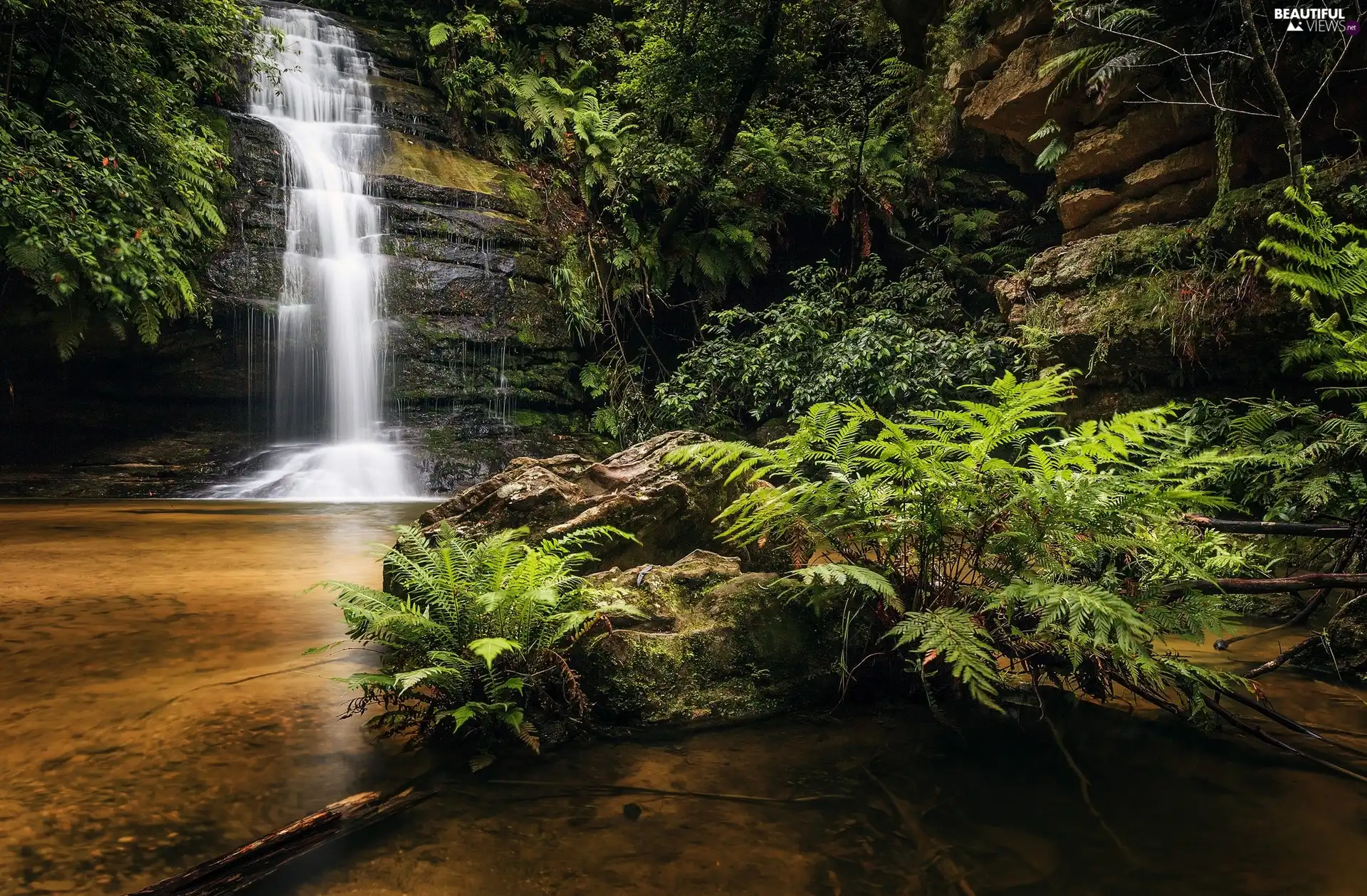 waterfall, Plants, fern, rocks