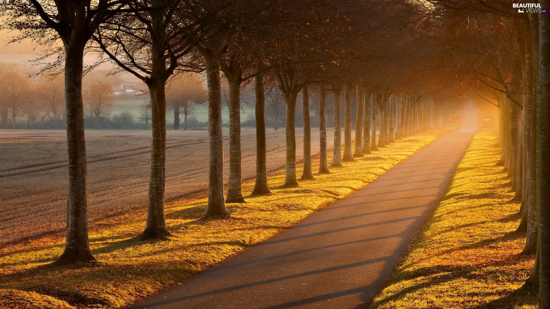 Way, autumn, Avenues, trees, morning, light breaking through sky, Field, Fog, viewes