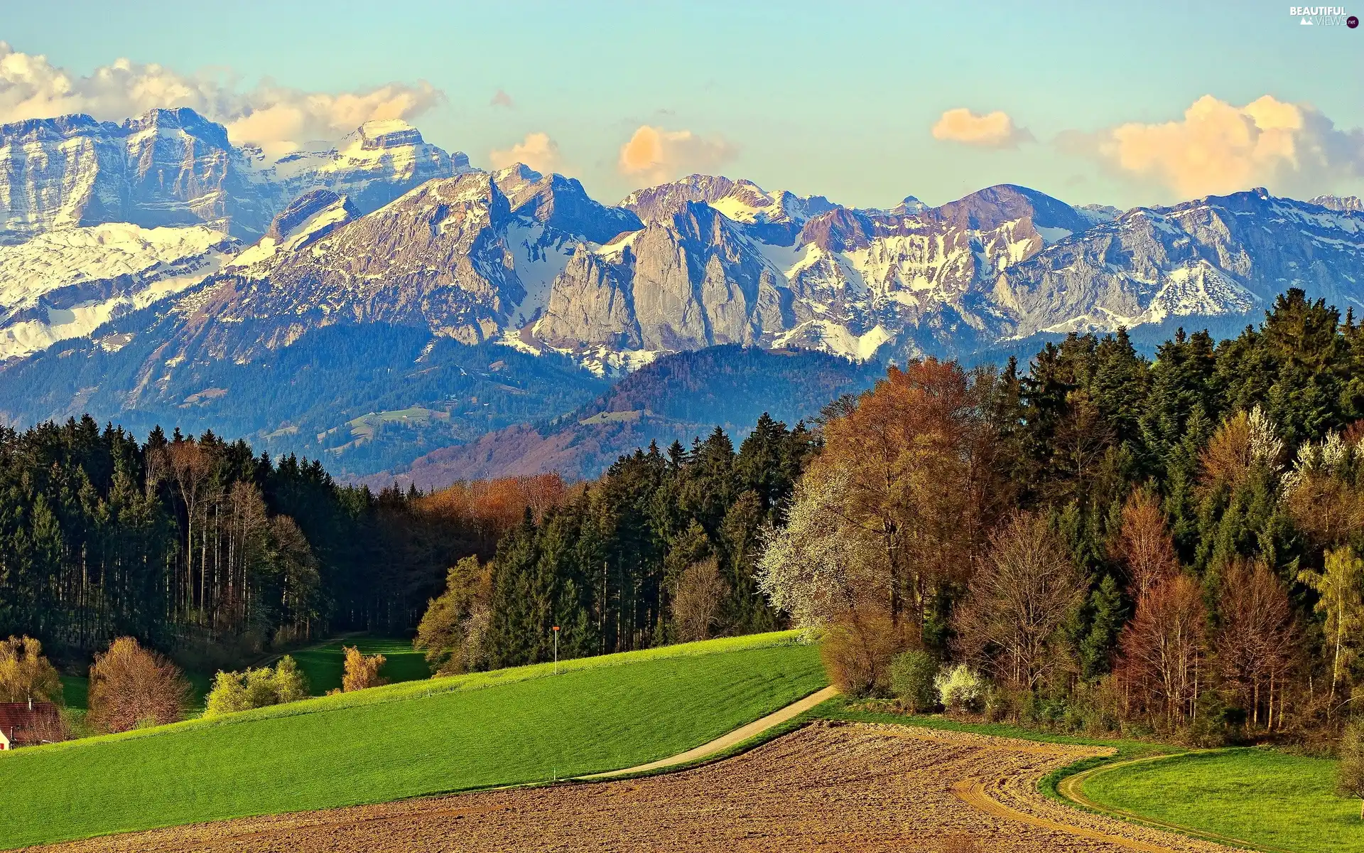 beatyfull, woods, field, Mountains