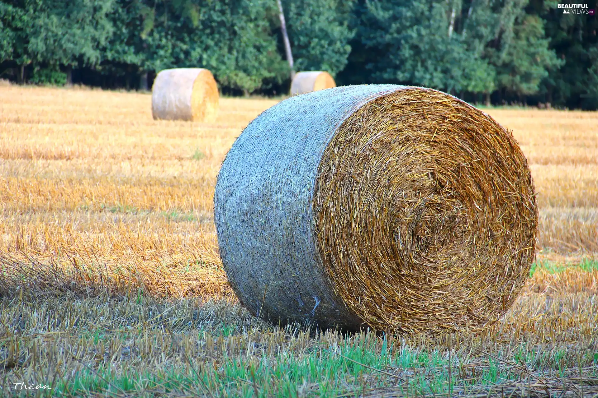Bele, an, field, hay