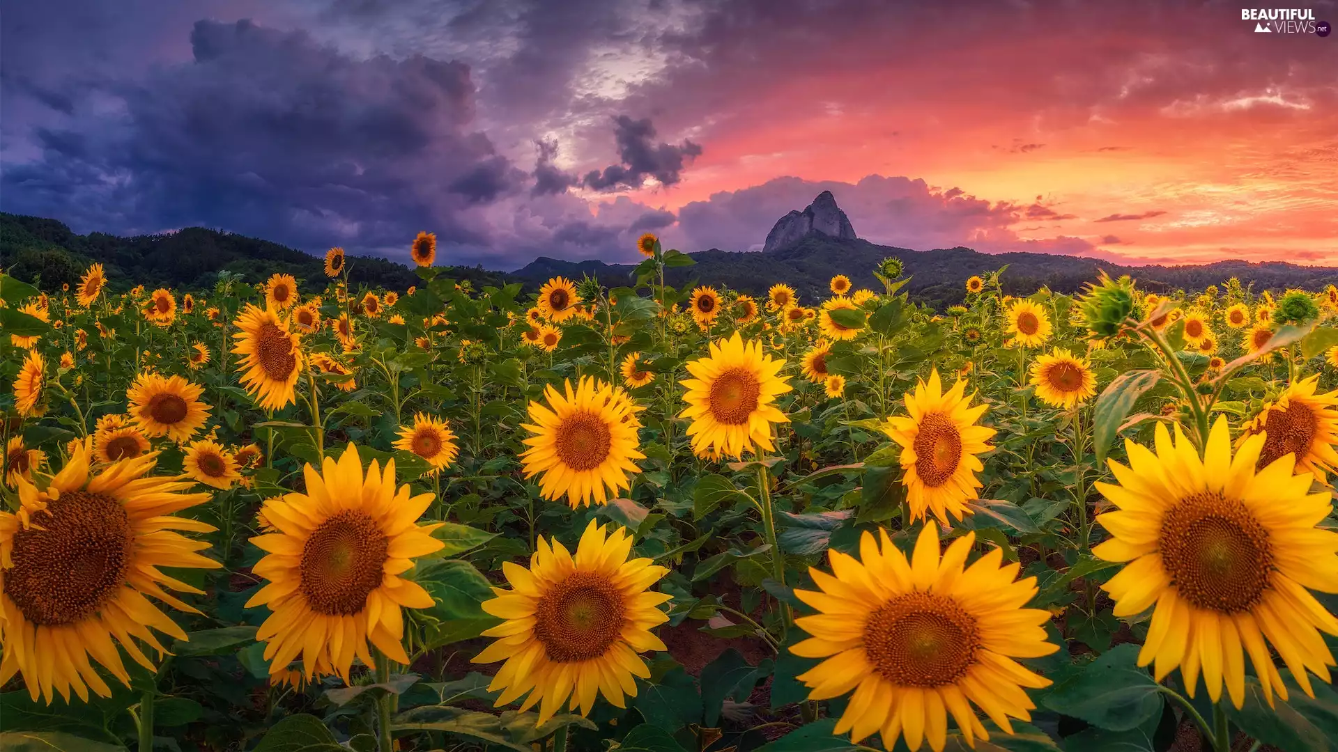 Flowers, Field, clouds, Nice sunflowers