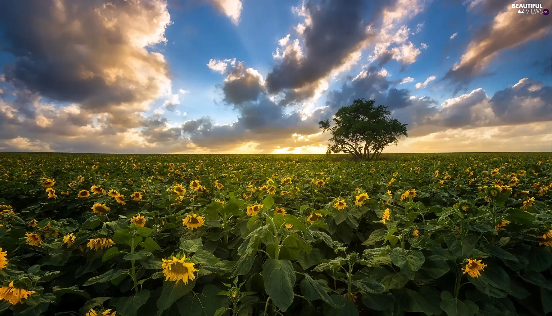 Nice sunflowers, trees, Field, Flowers, clouds