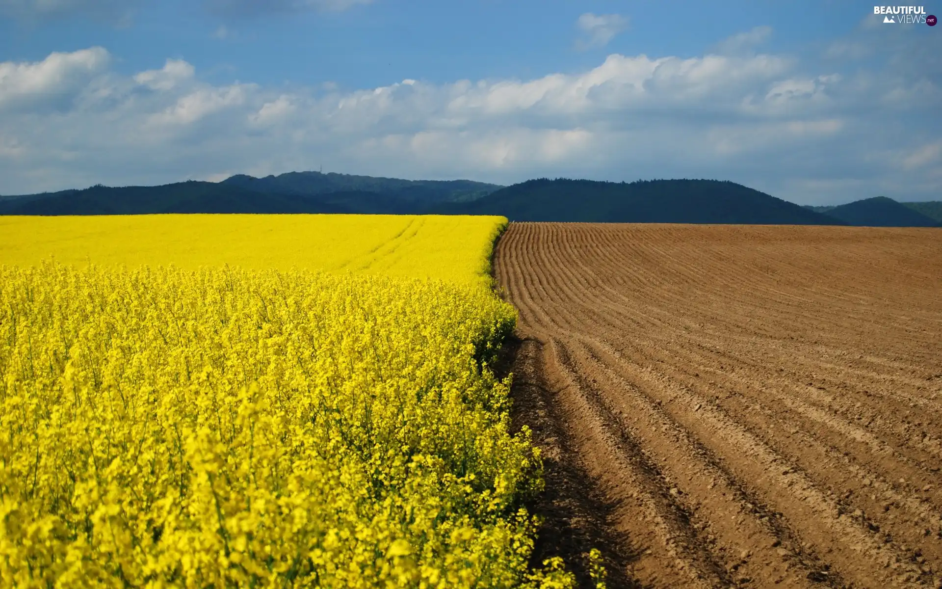 cultivation, plowed, Field, rape