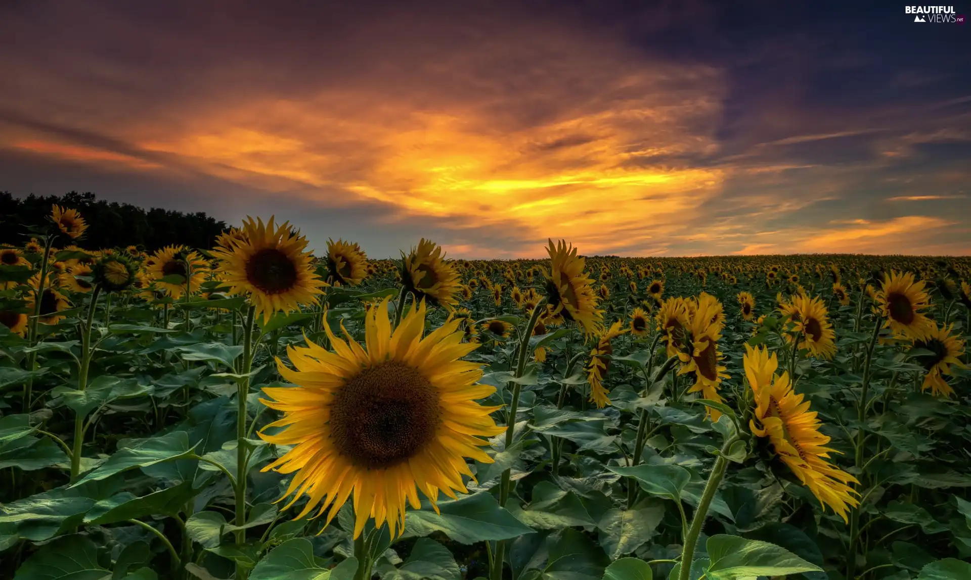 Nice sunflowers, Great Sunsets, Field