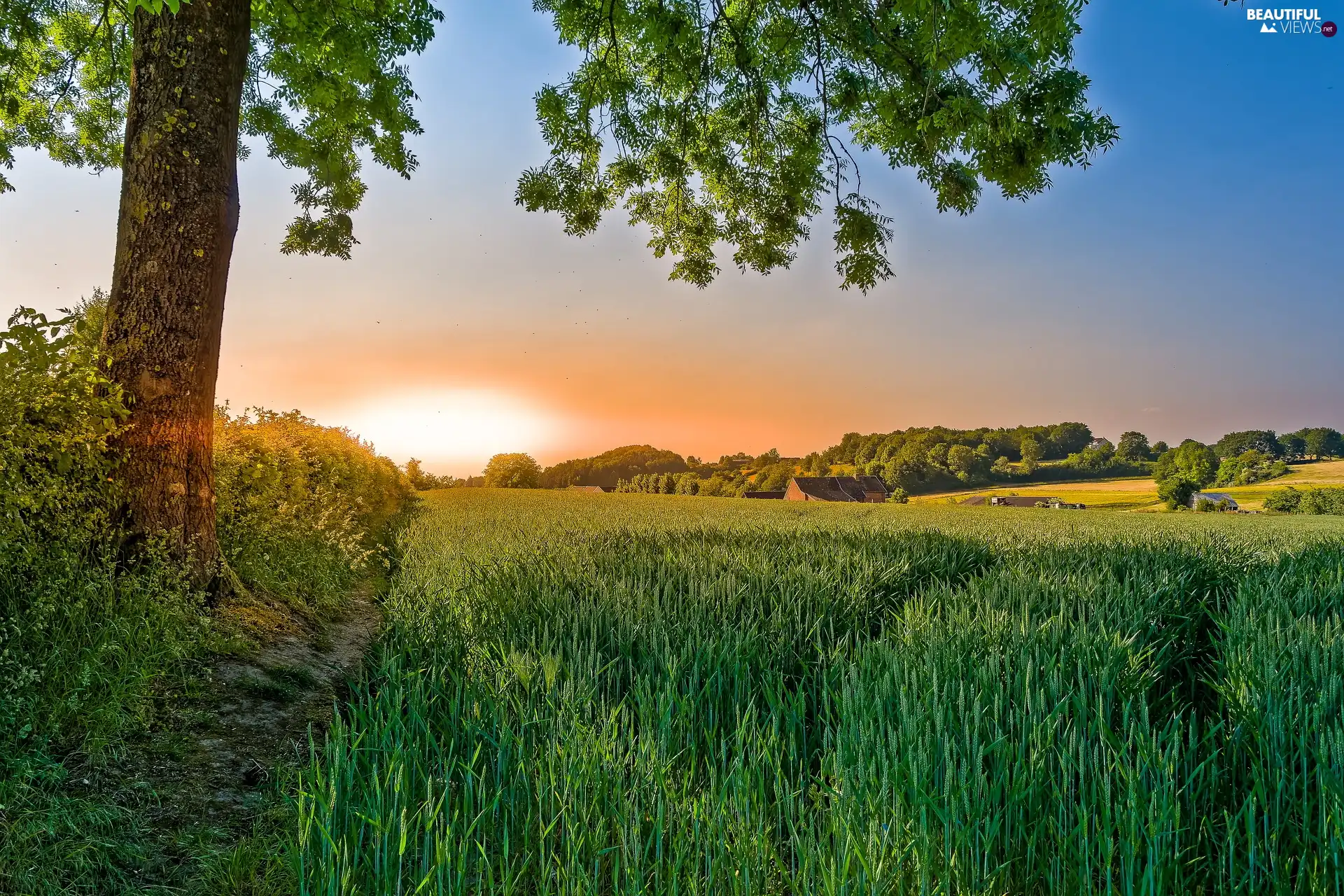 Great Sunsets, trees, Field