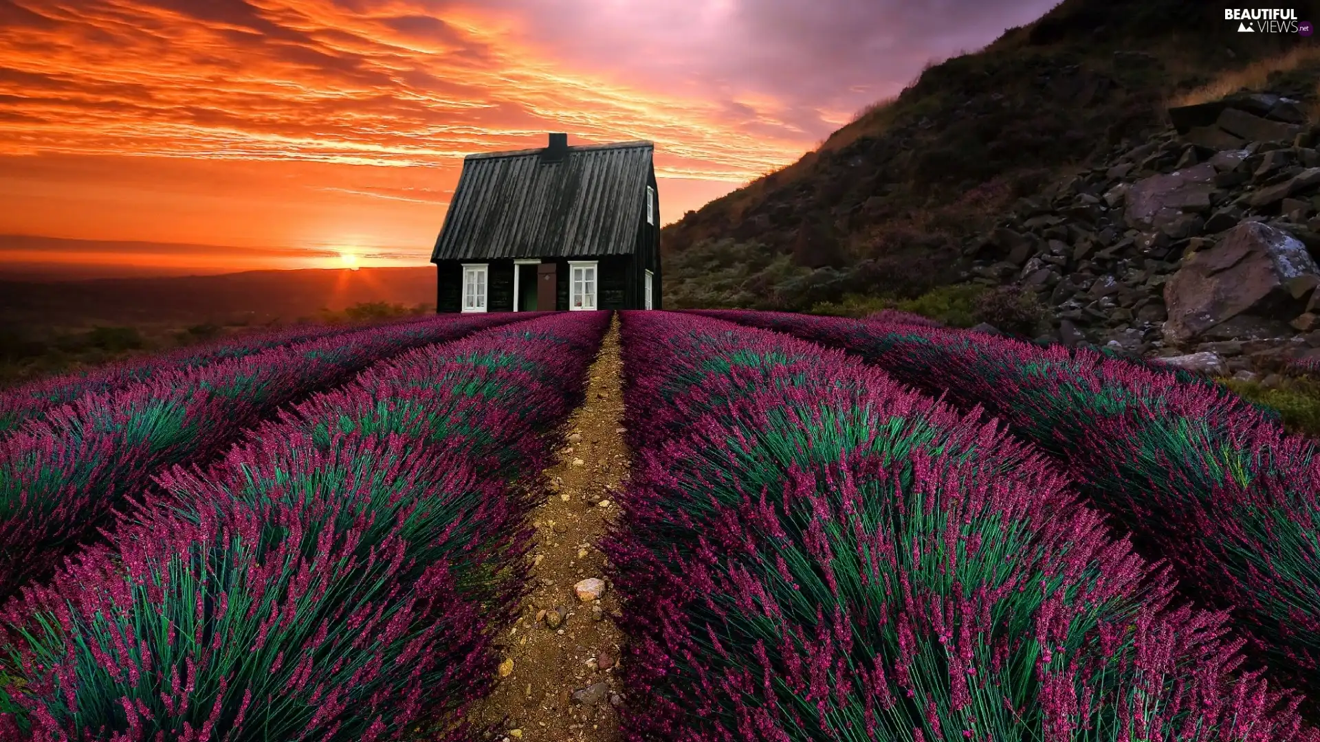 Hill, Great Sunsets, Field, lavender, house
