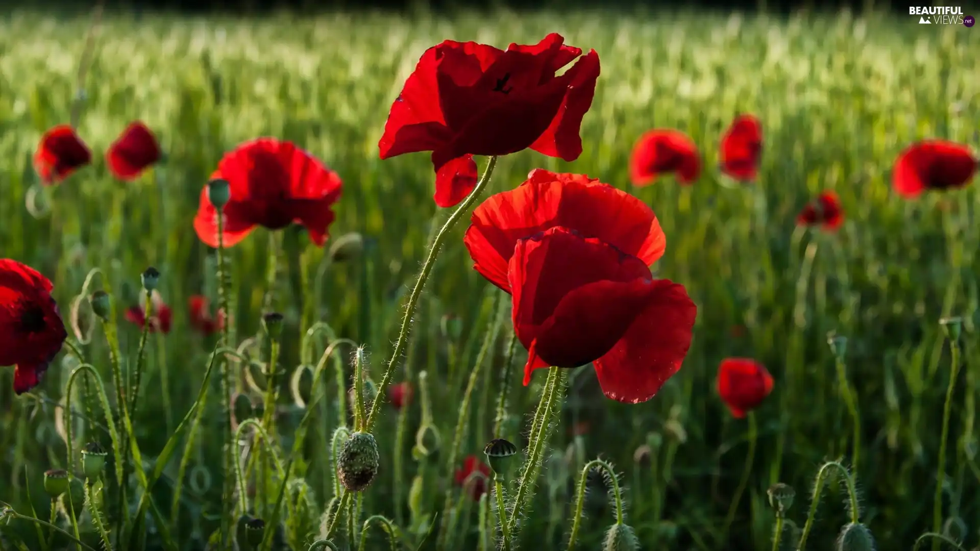 field, Red, papavers - Beautiful views wallpapers: 1920x1080