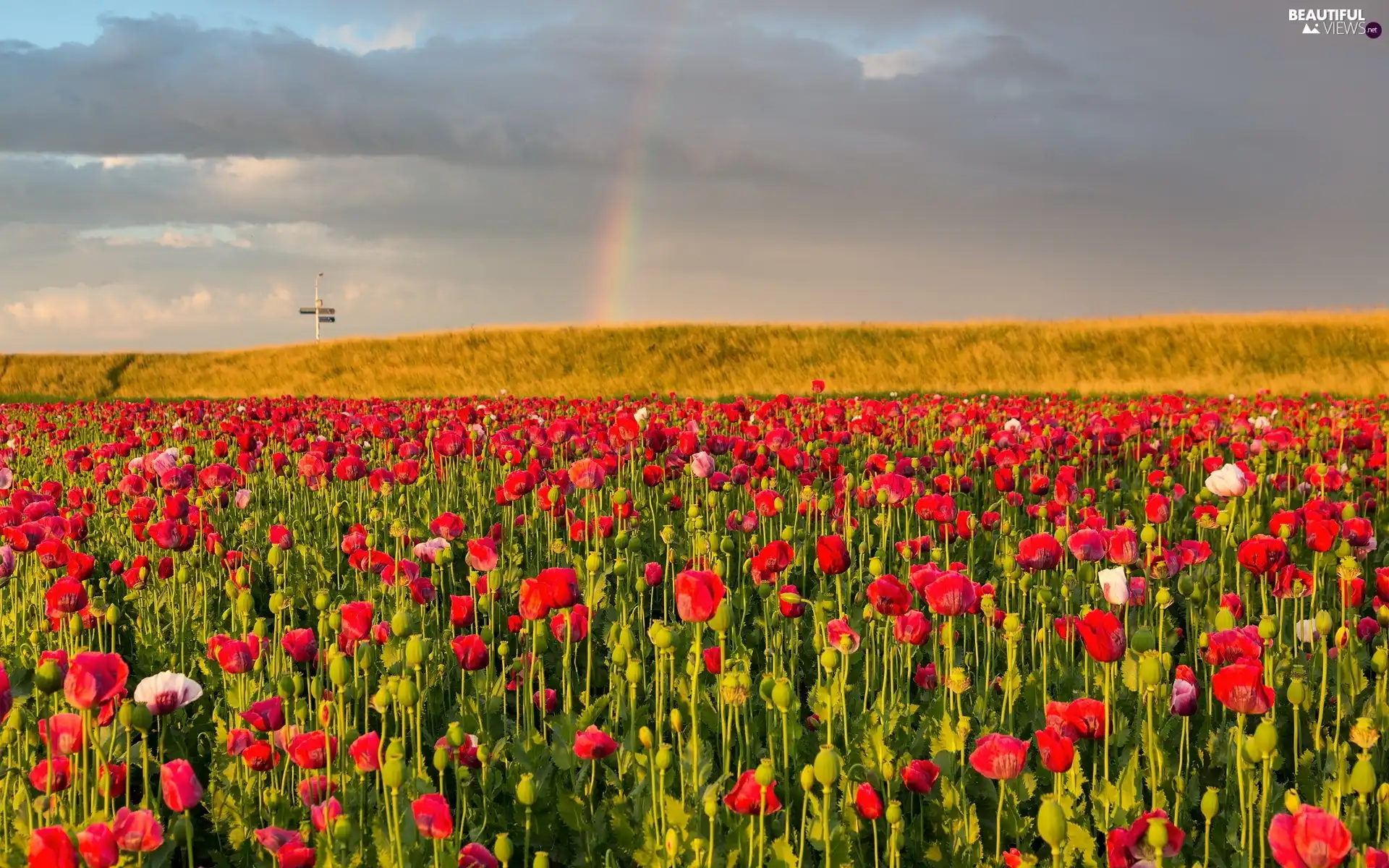 Great Rainbows, papavers, field