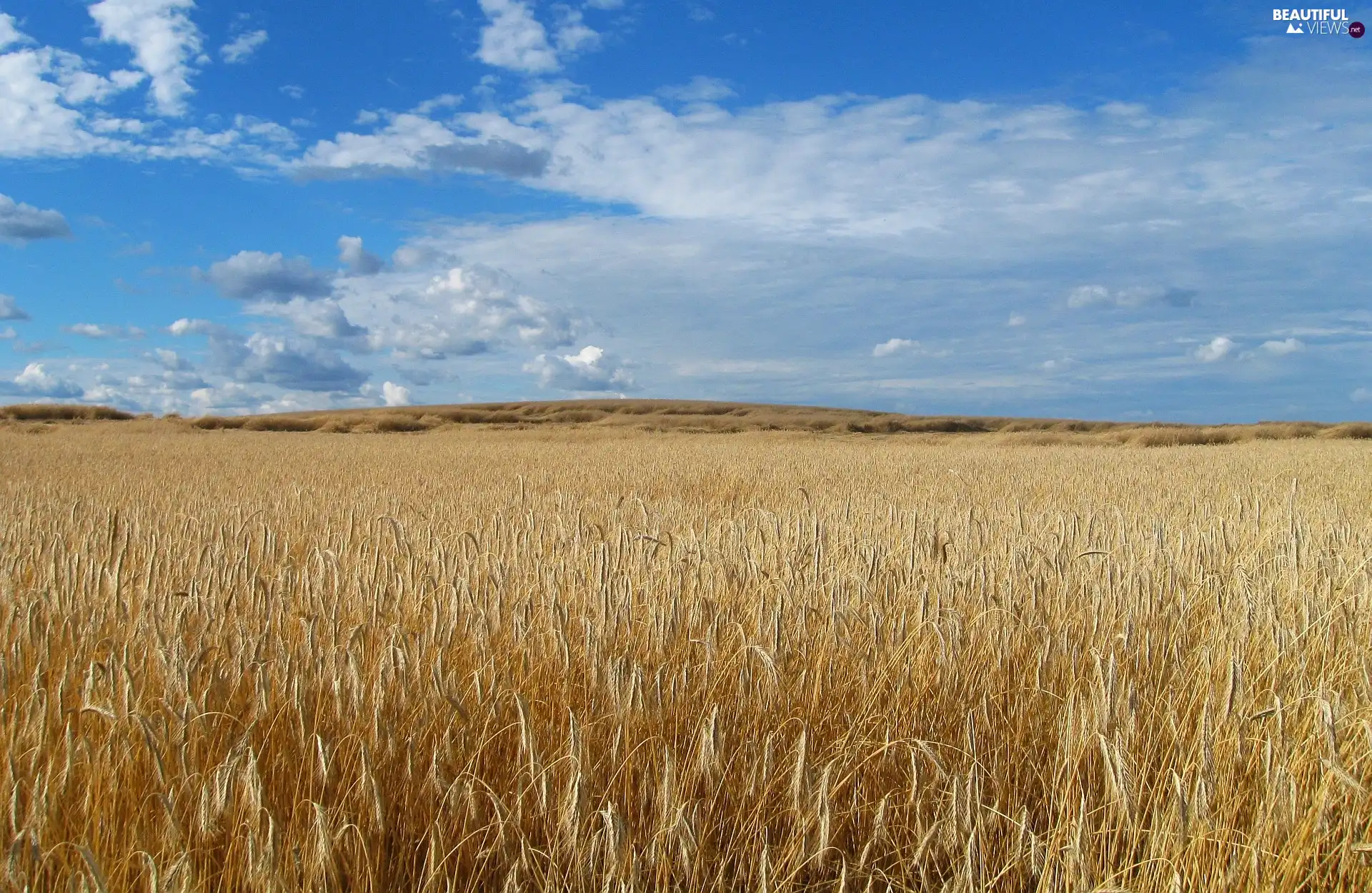 Field, summer, rye