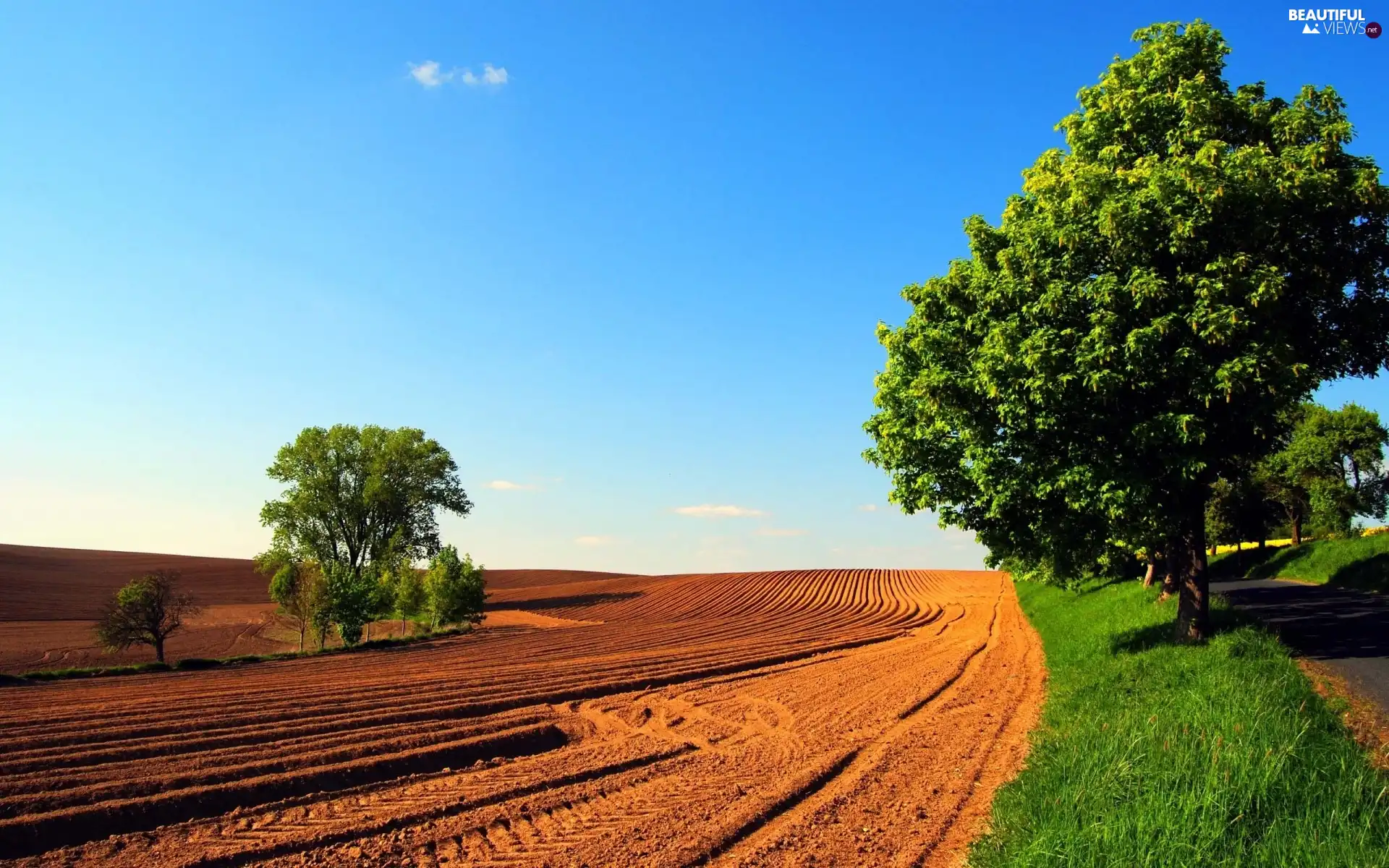 trees, plowed, Field, viewes