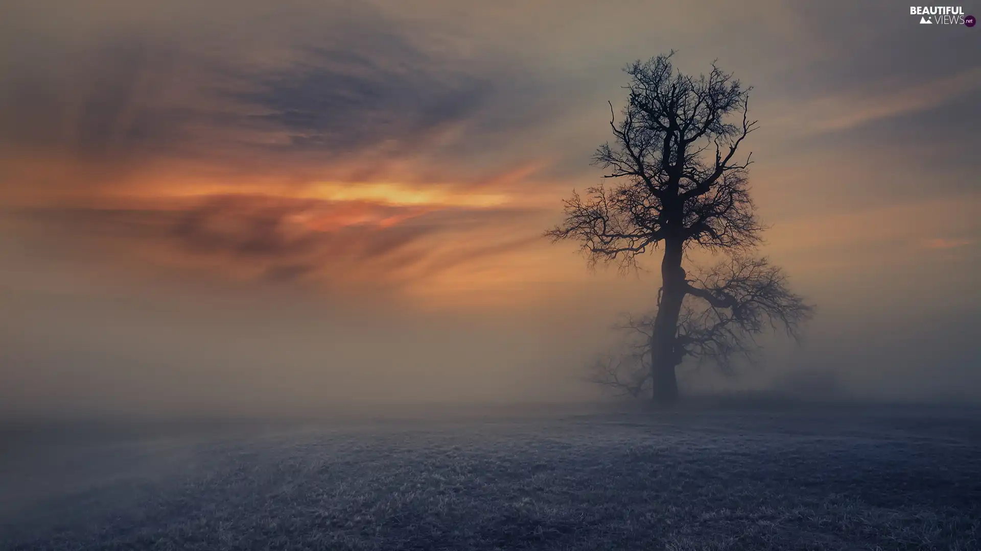 trees, Fog, Sunrise, Field