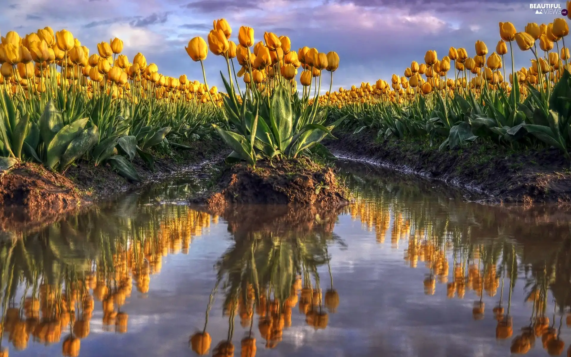 Field, Yellow, Tulips