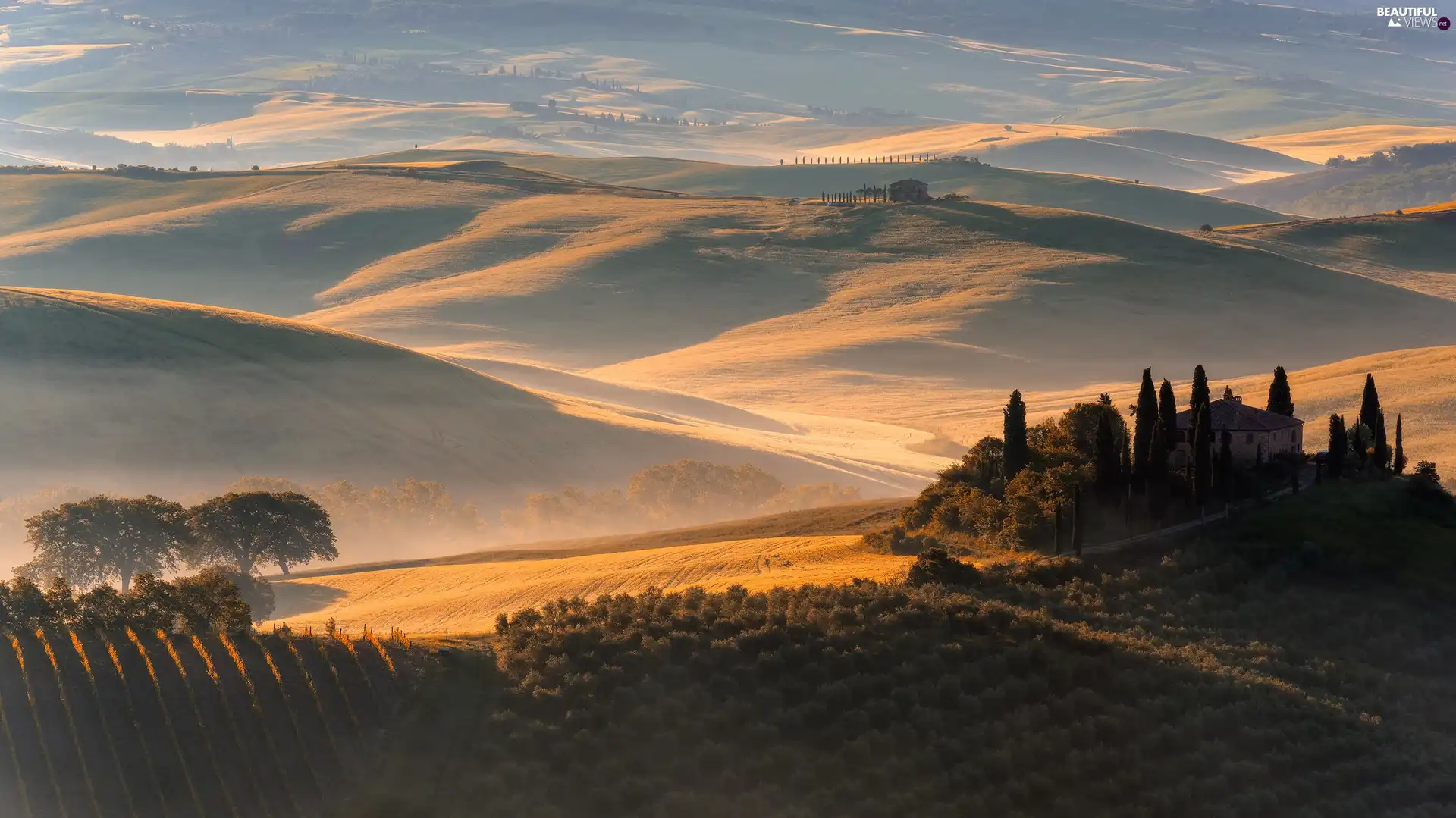 field, The Hills, Fog, trees, cypresses, Tuscany, Italy, viewes