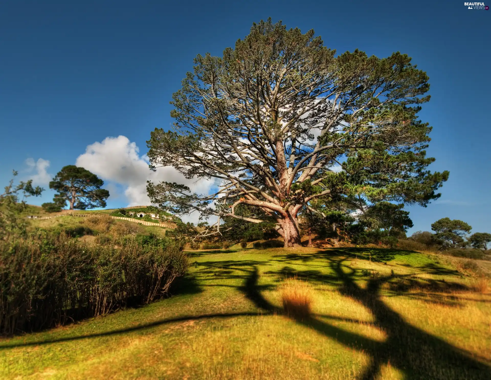 Field, trees, viewes