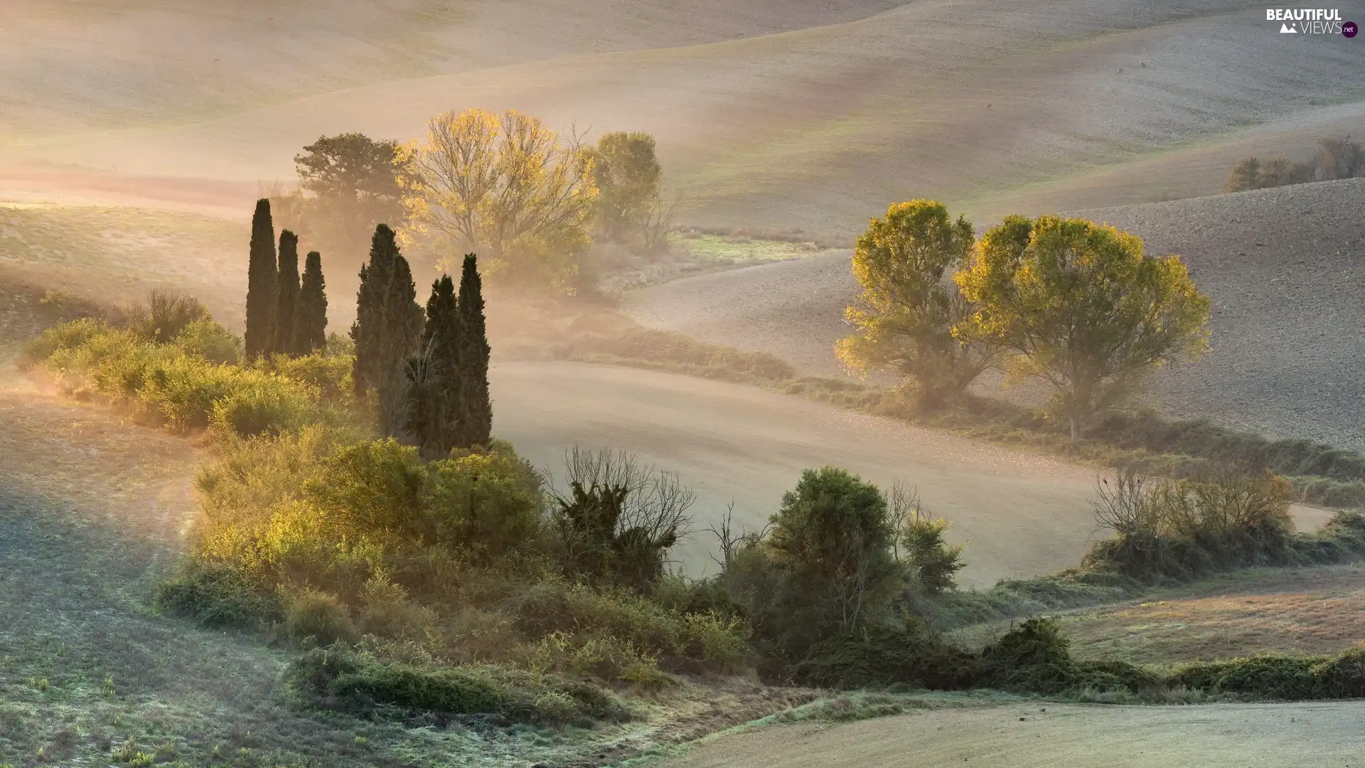 Fog, Tuscany, viewes, field, Italy, trees, Bush
