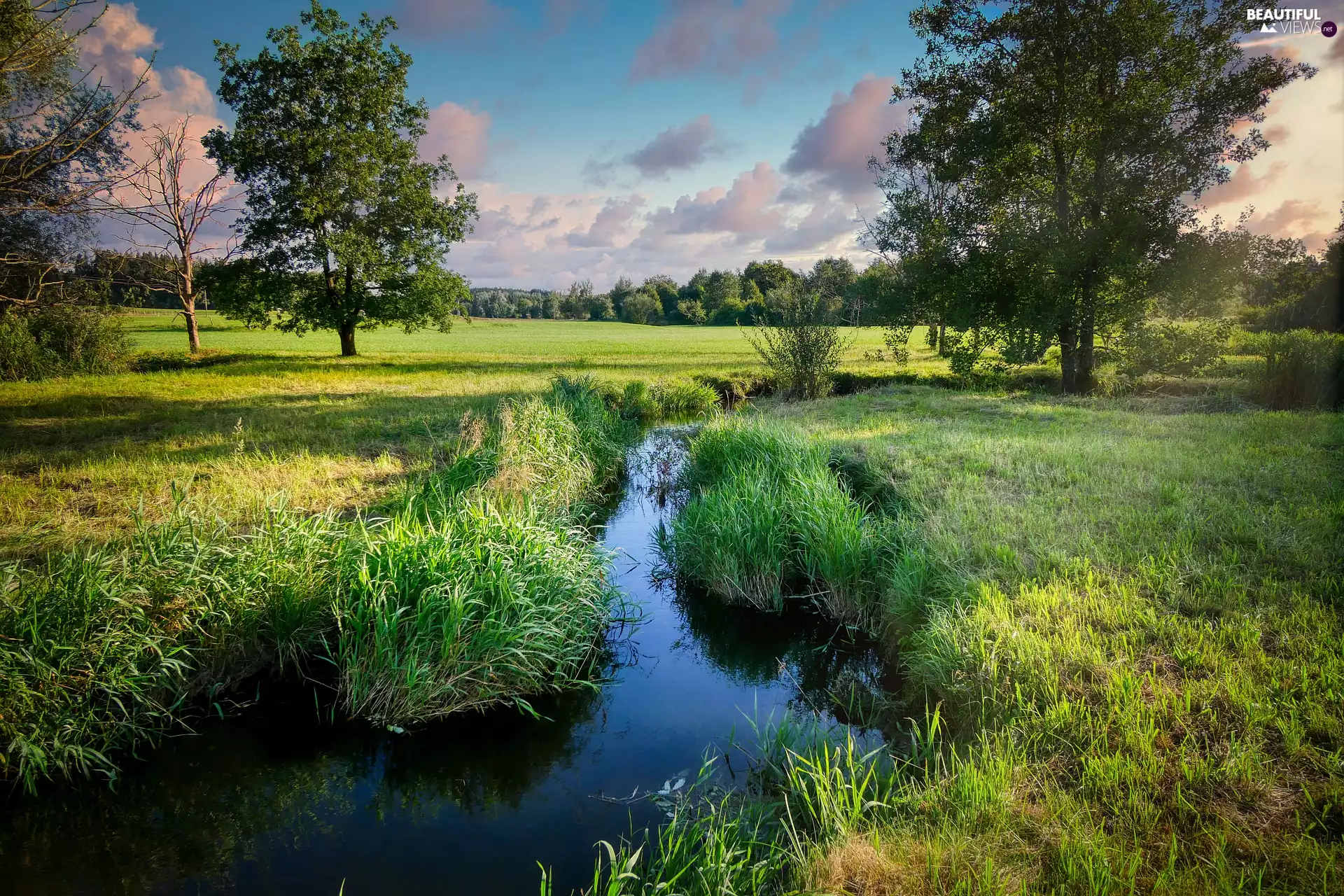 Field, Meadow, grass, trees, clouds, summer, water, flux, viewes