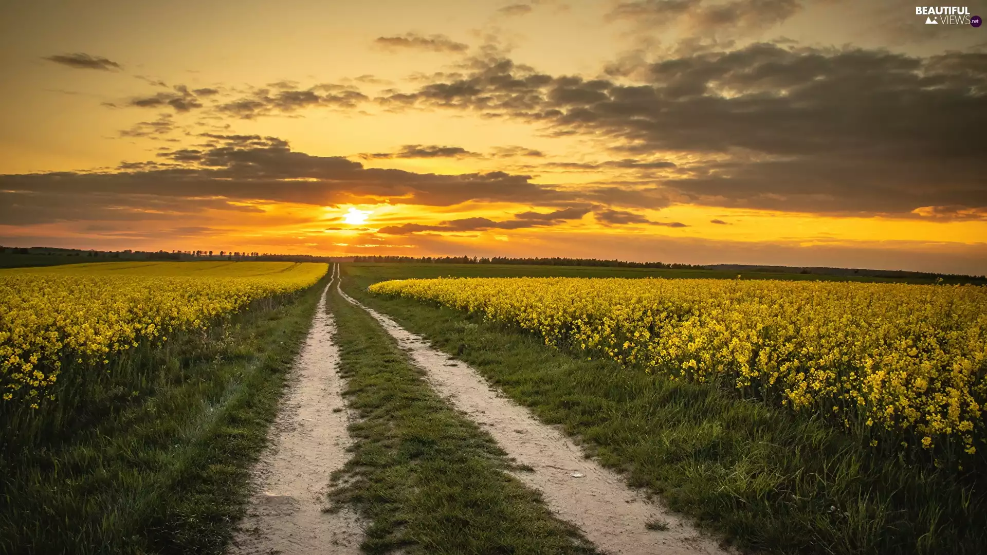 Great Sunsets, clouds, Field, rape, Way