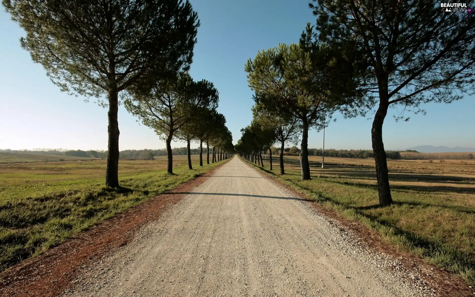 Way, viewes, field, trees