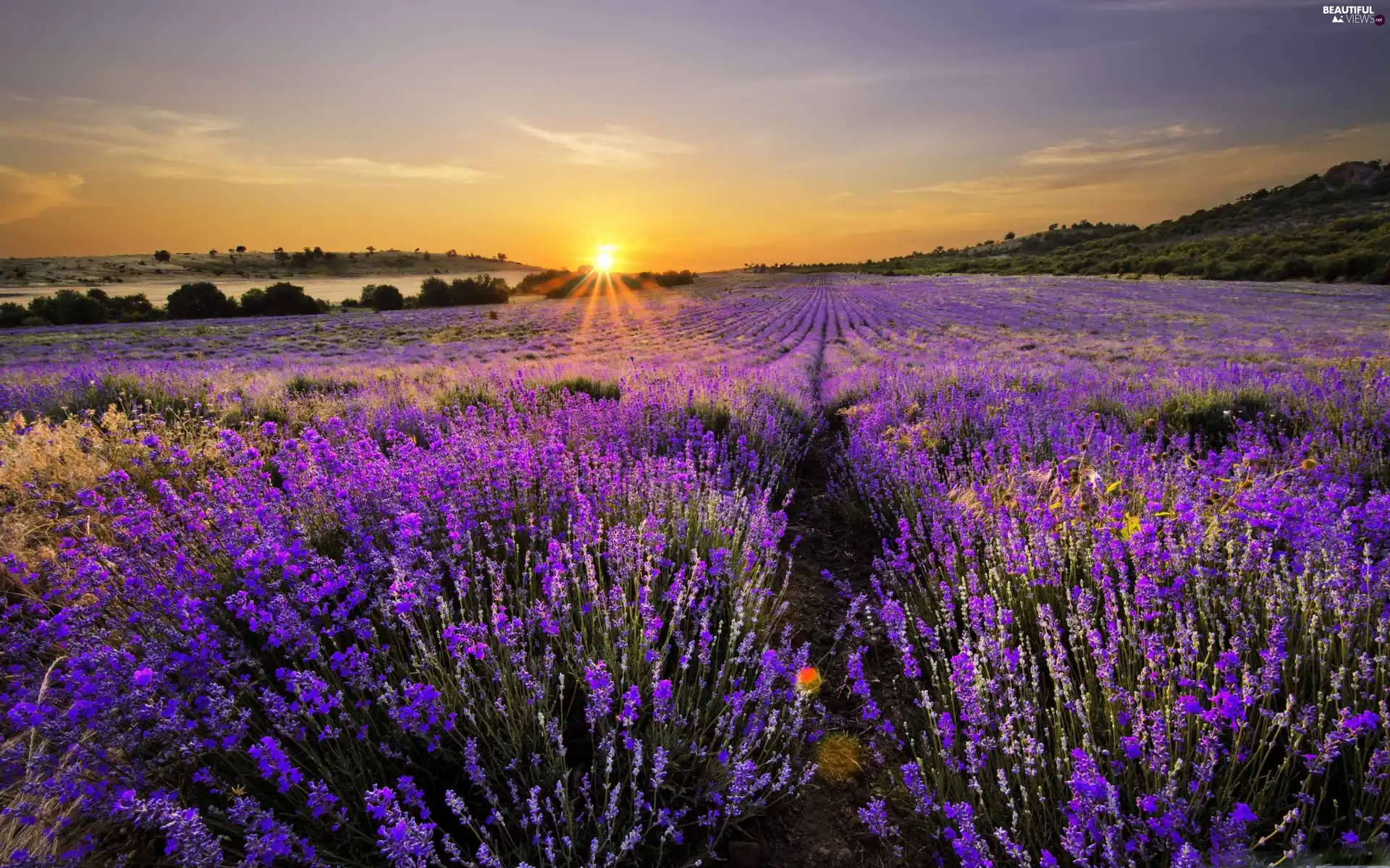 west, lavender, Field, sun