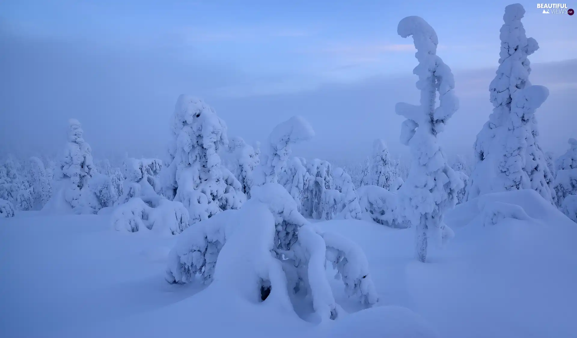trees, winter, Lapland, Finland, viewes, Fog
