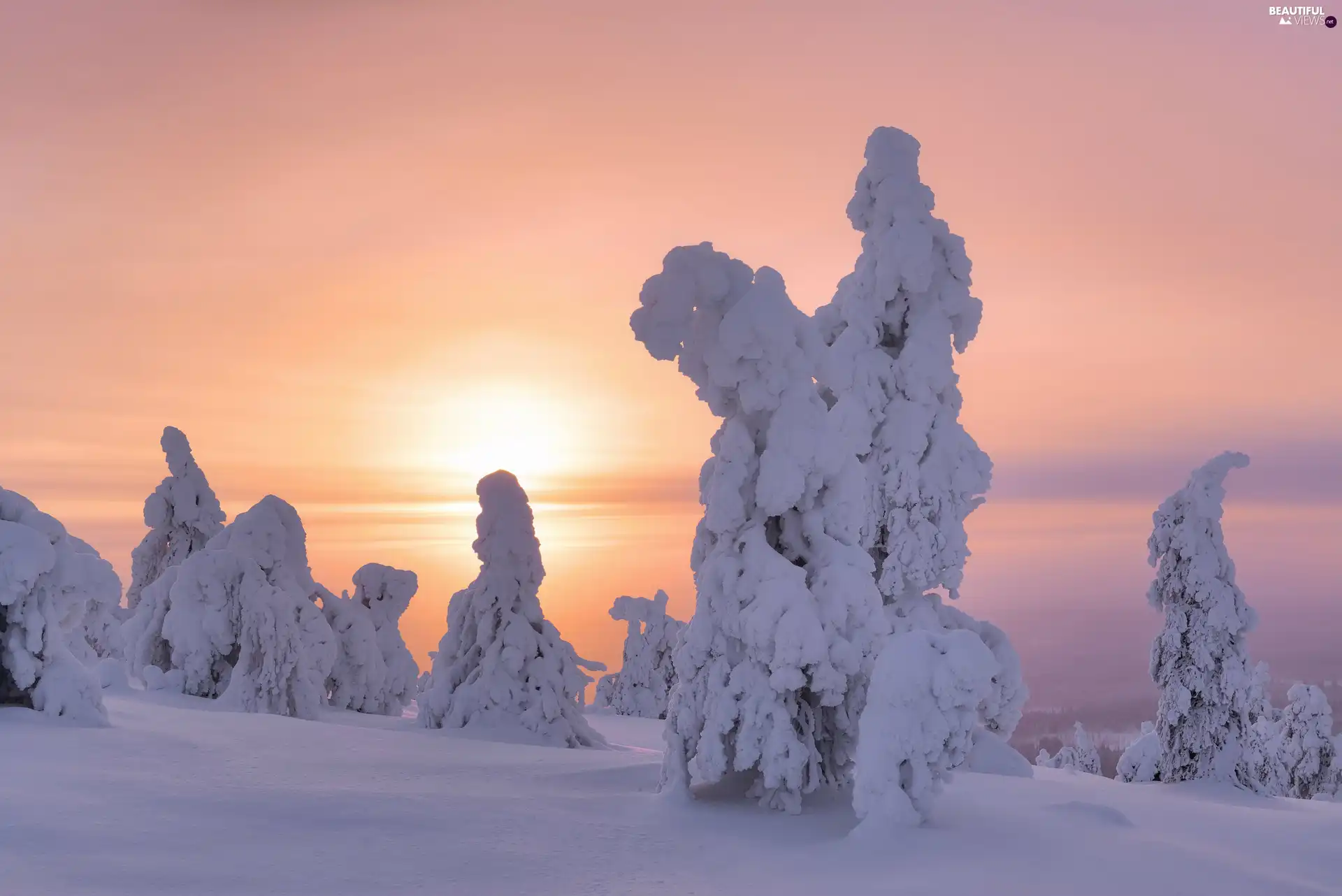 viewes, snowy, Lapland, trees, winter, Great Sunsets, Finland