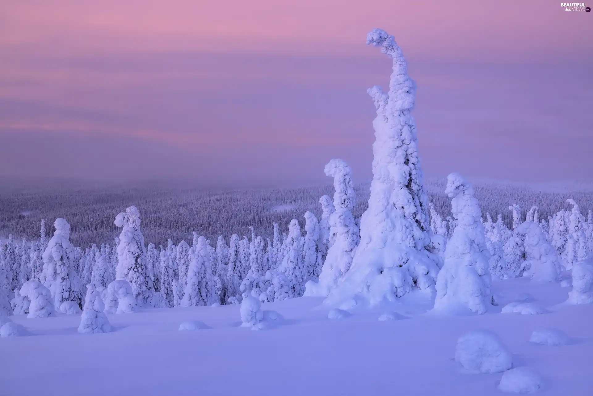 trees, winter, Plants, Finland, viewes, snow