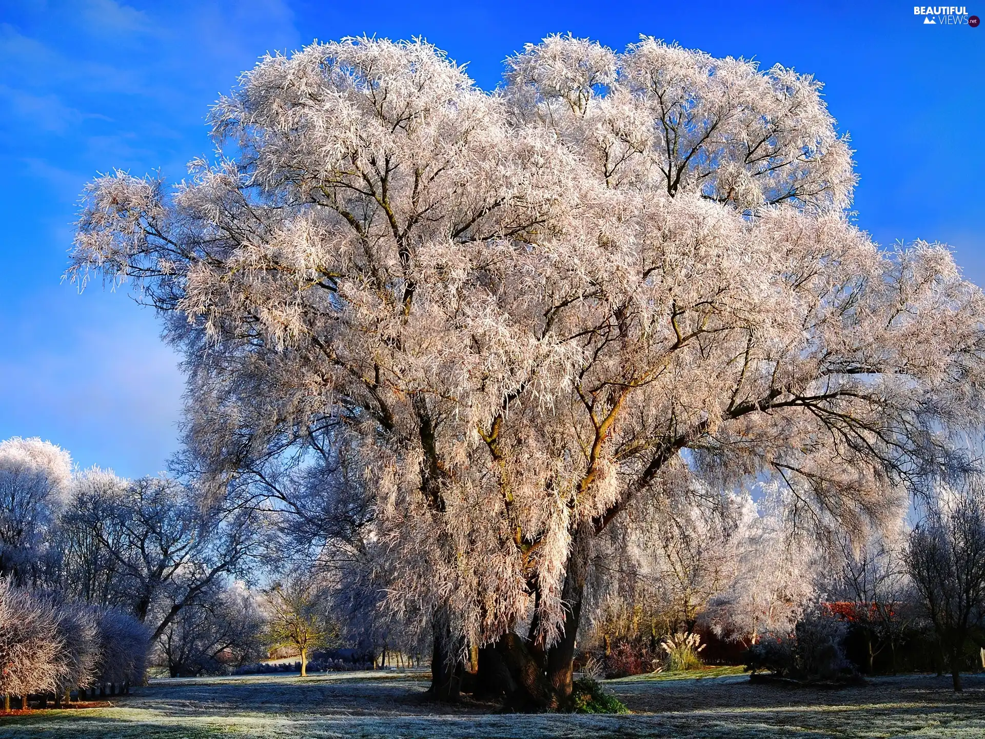first, White frost, trees, viewes, Park