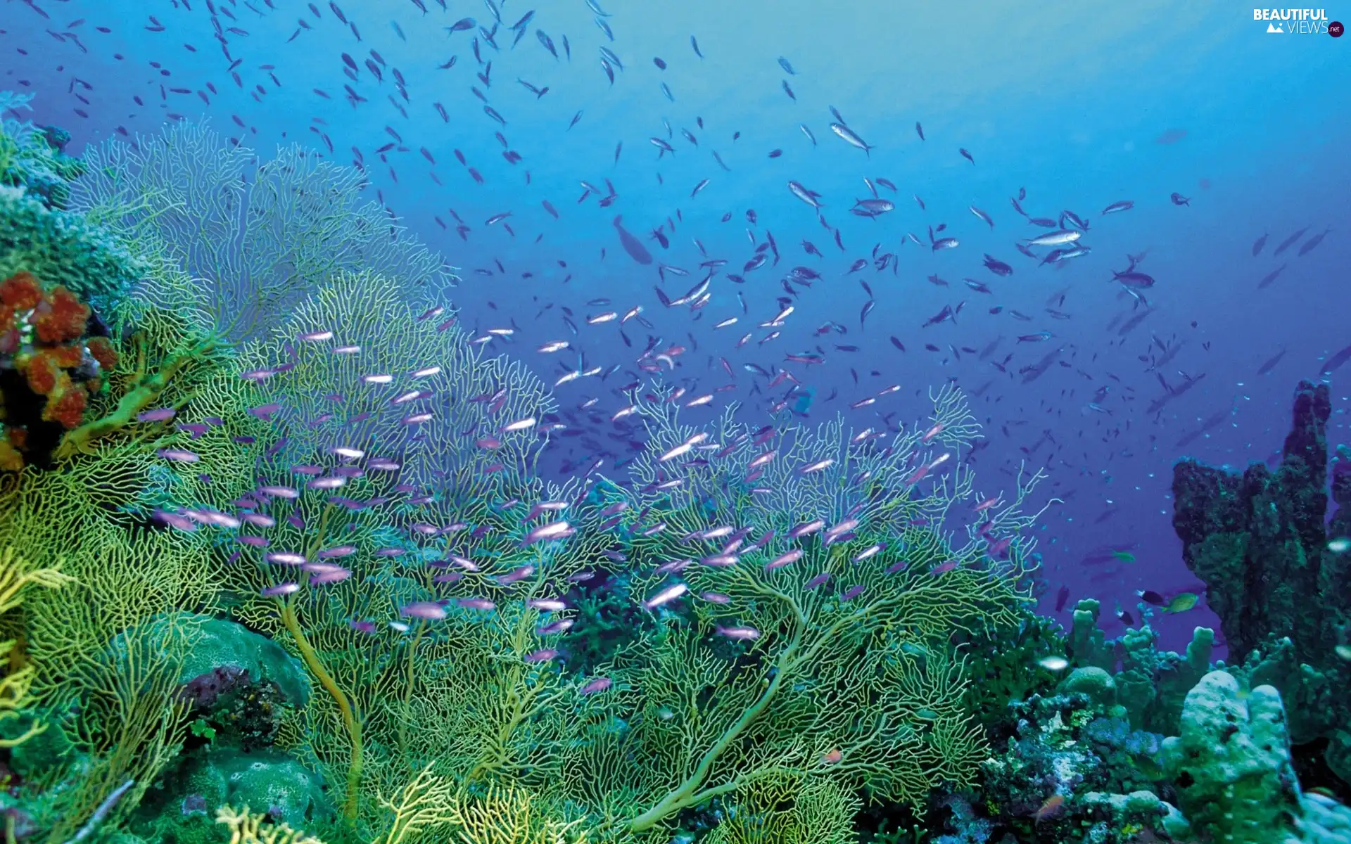 fish, reef, coral