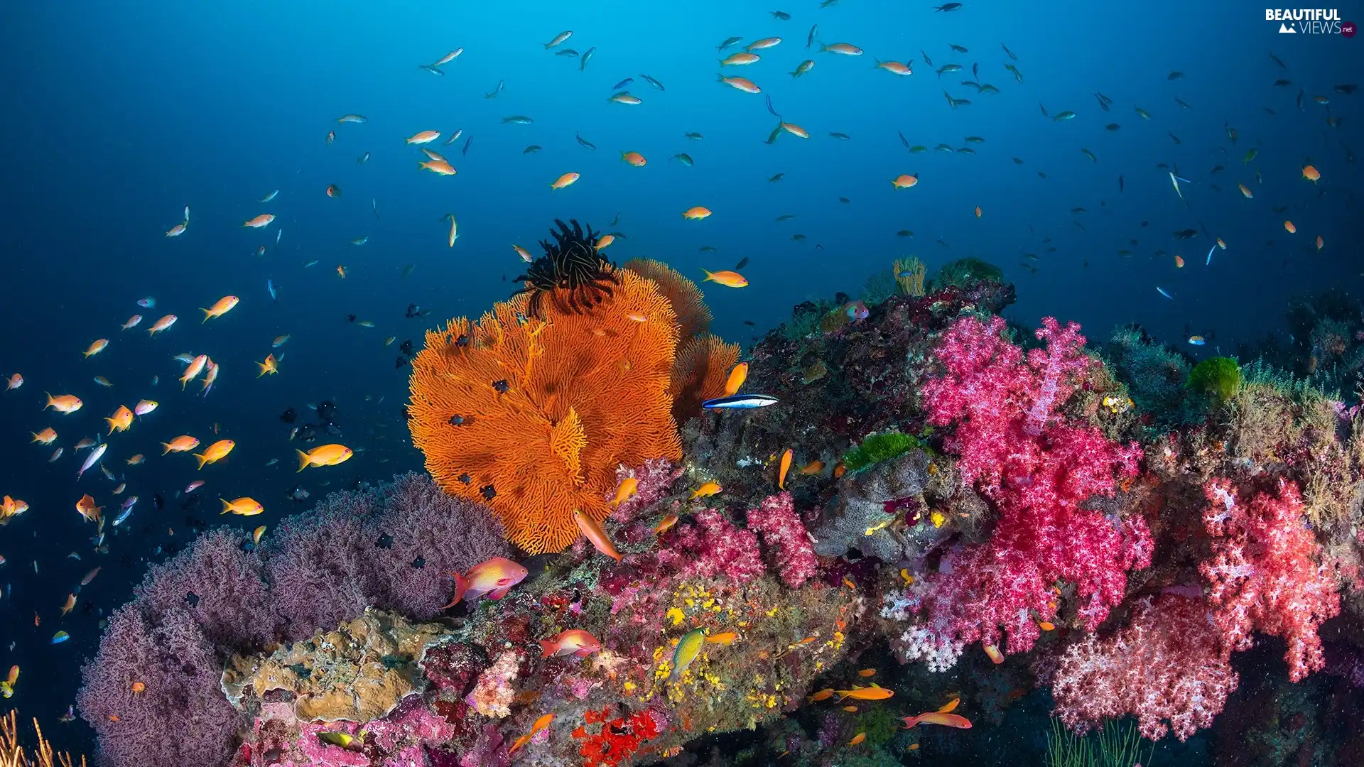 fish, cay, Corals