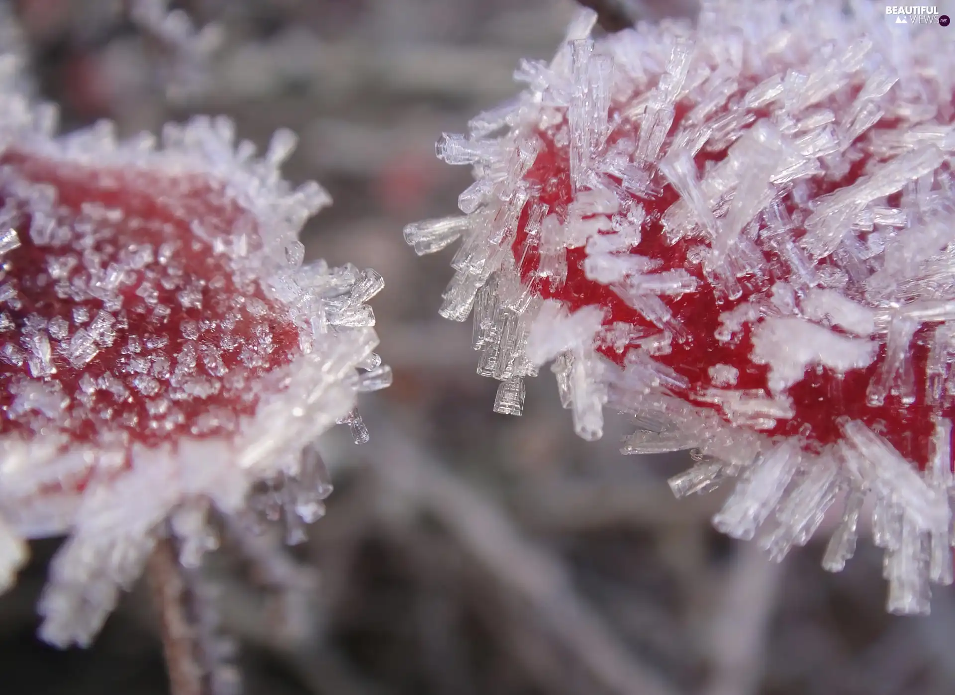 White frost, Red, flakes