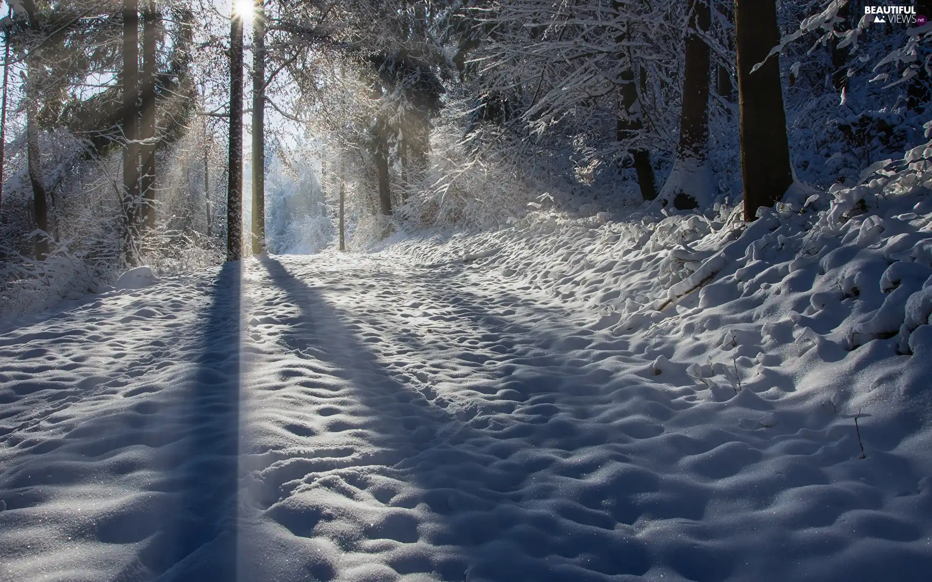 flash, snow, viewes, sunny, ligh, winter, trees, shadows, luminosity, sun