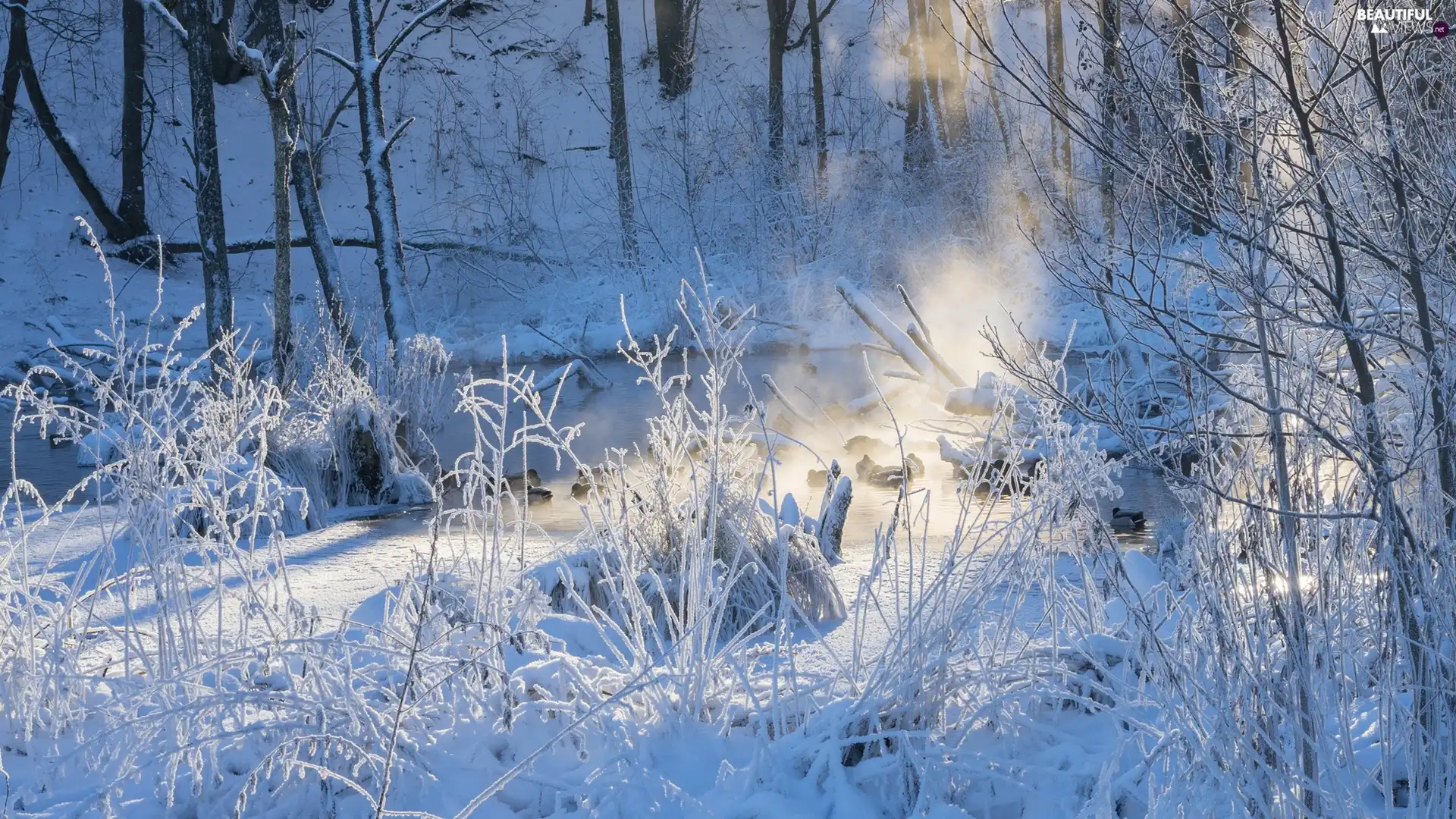 viewes, winter, snow, Plants, ligh, luminosity, flash, trees, forest, sun, Przebijające