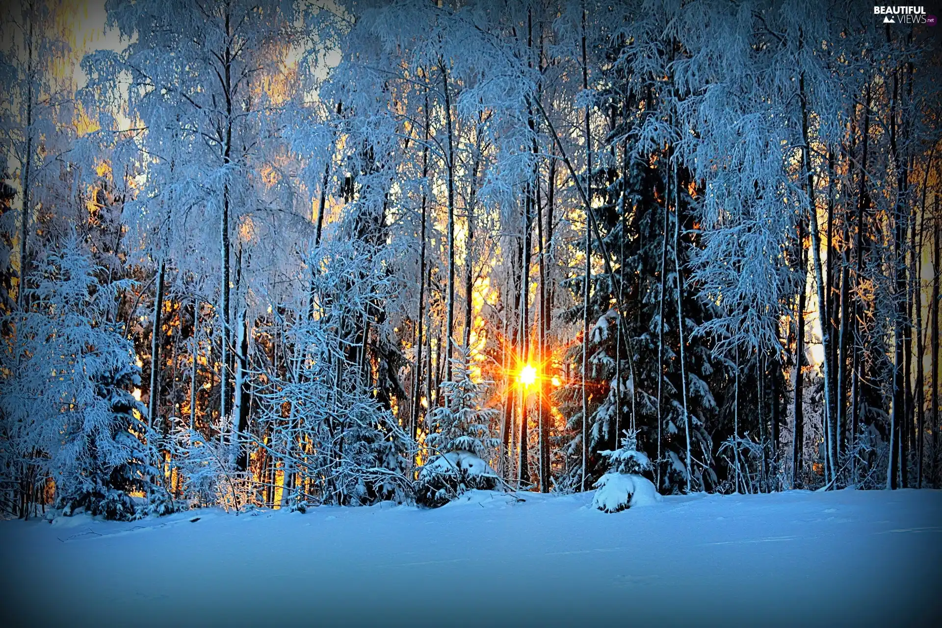 sun, Przebijające, luminosity, ligh, forest, flash, winter