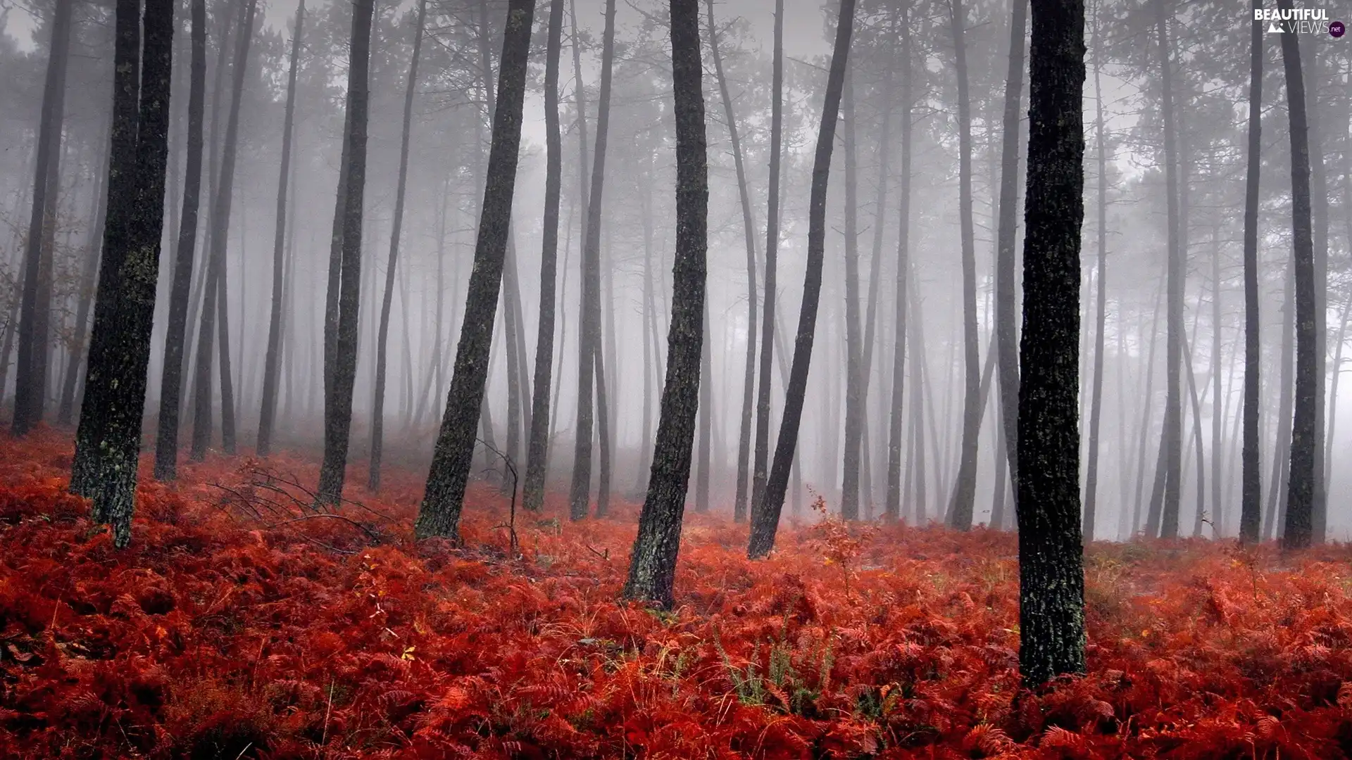 forest, Red, fleece, Autumn