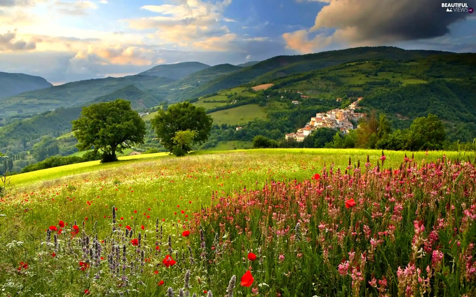 car in the meadow, summer, Floral