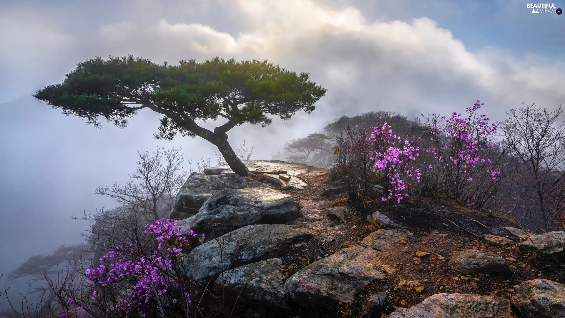 Bush, Fog, trees, Flourished, Rocks, Flowers, pine