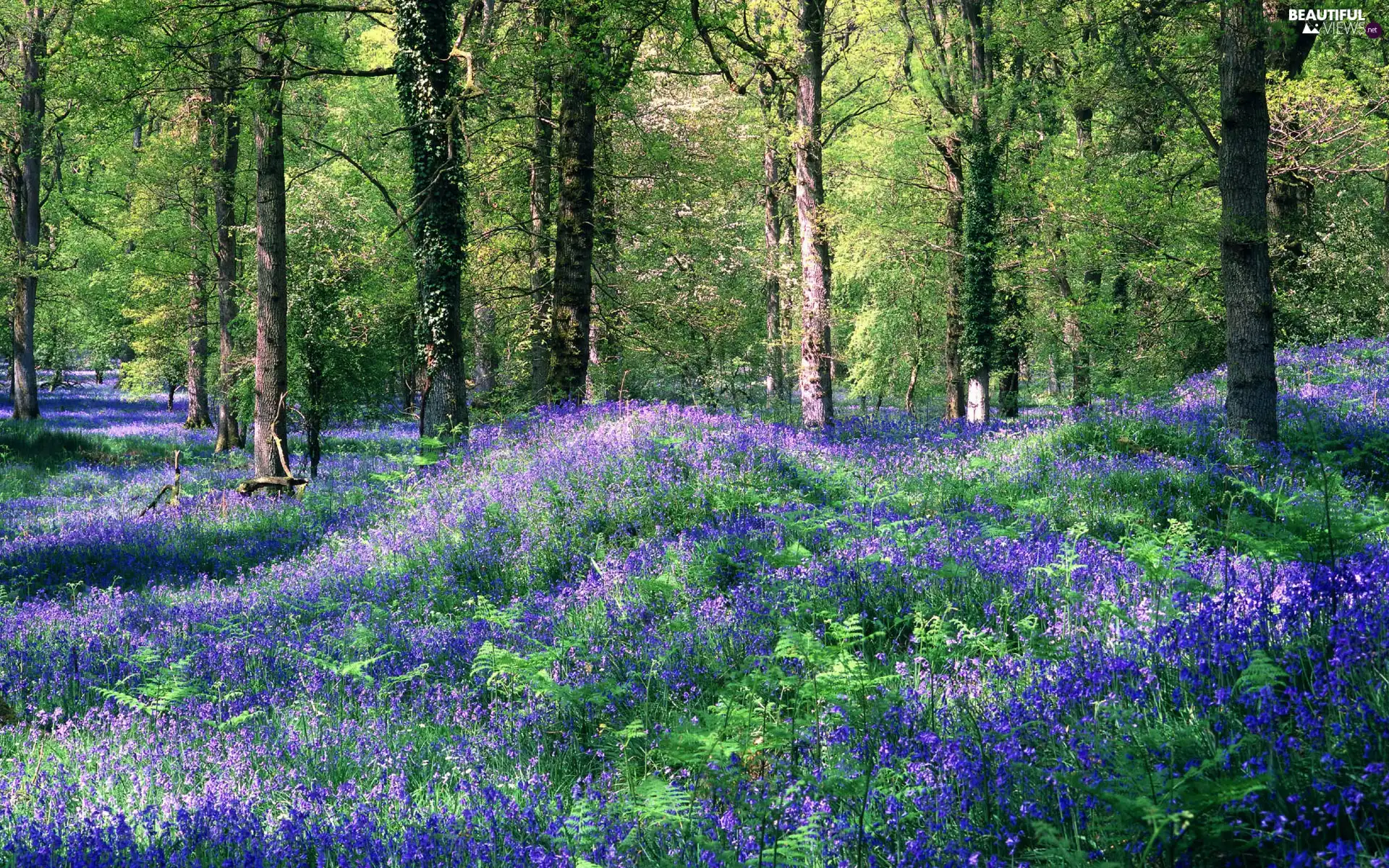 Flowers, forest, Blue