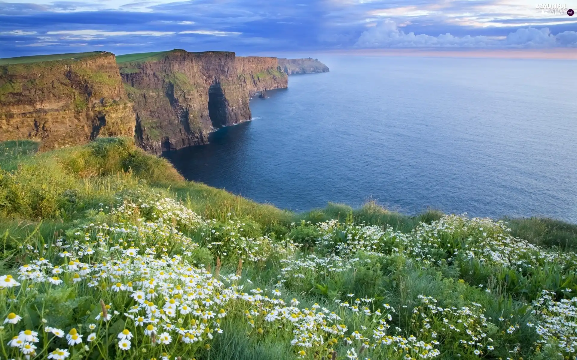 Flowers, Coast, Cliffs