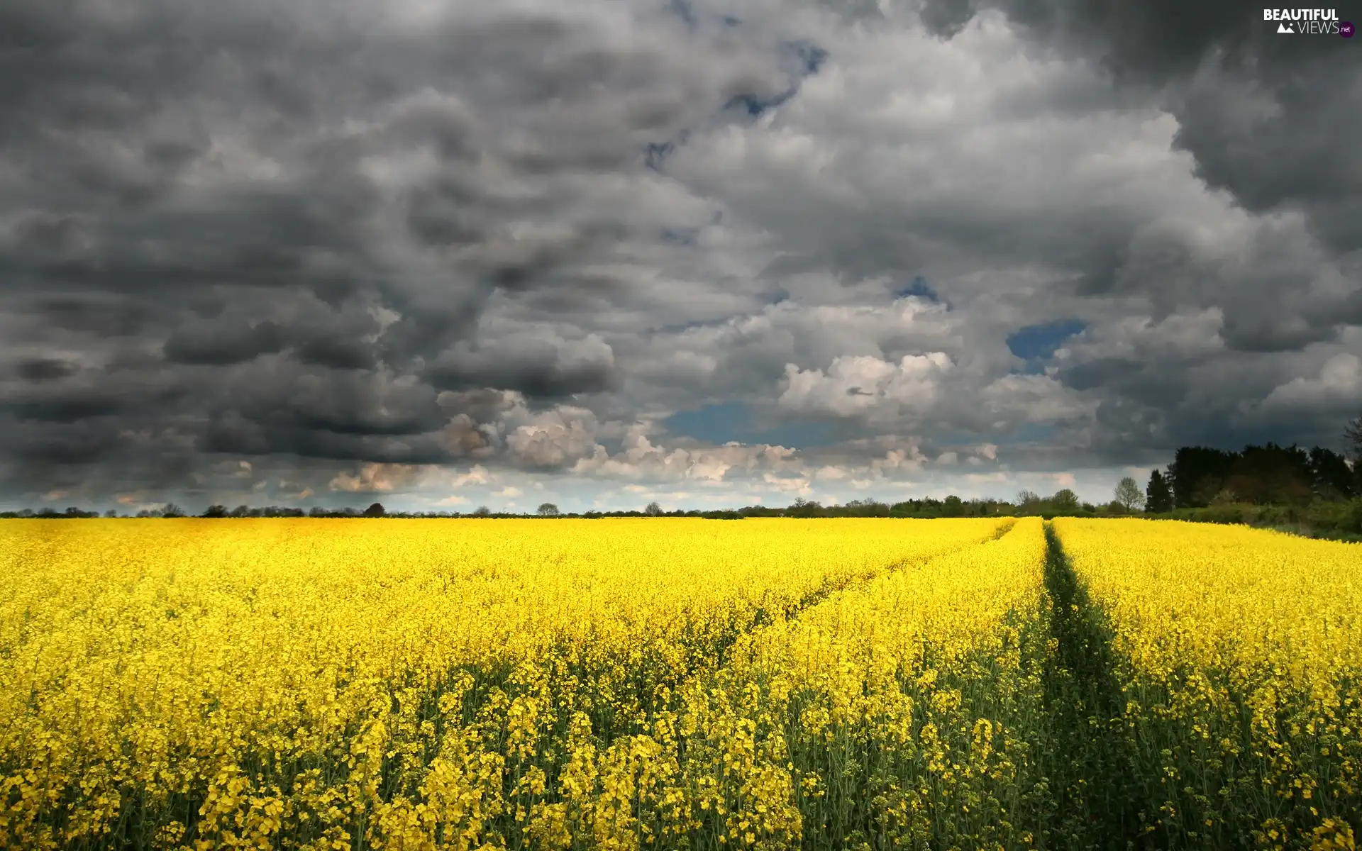 clouds, Yellow, Flowers, Meadow