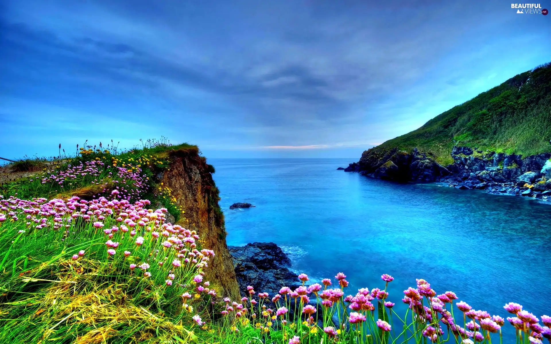 Flowers, sea, Coast