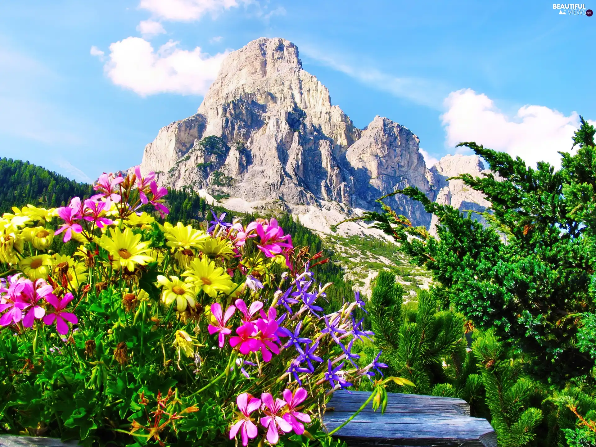 Flowers, mountains, Conifers
