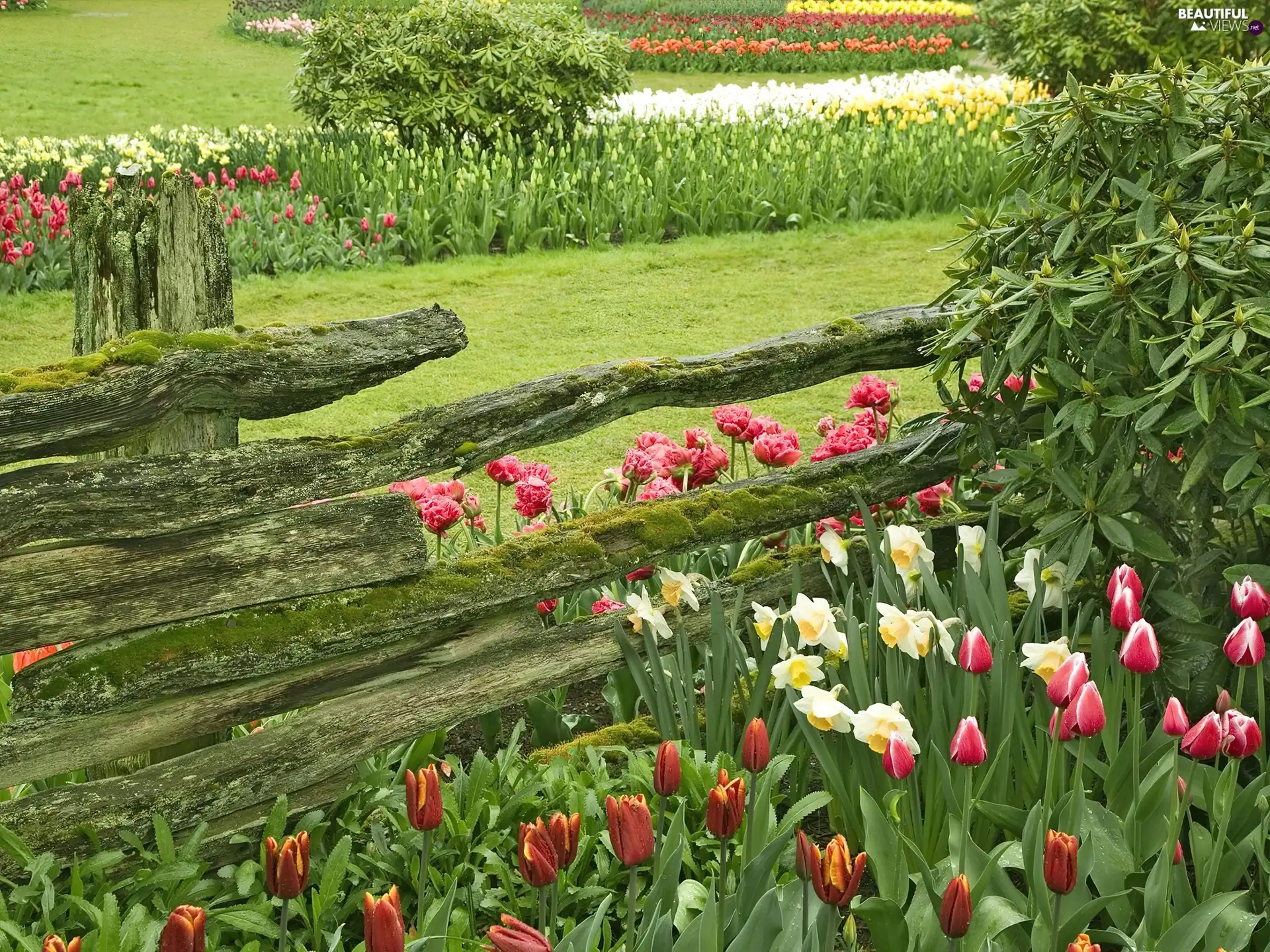 Flowers, Garden, Fance