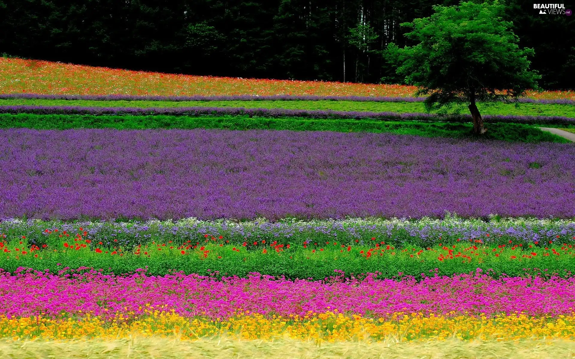 Field, Narrow-Leaf Lavender