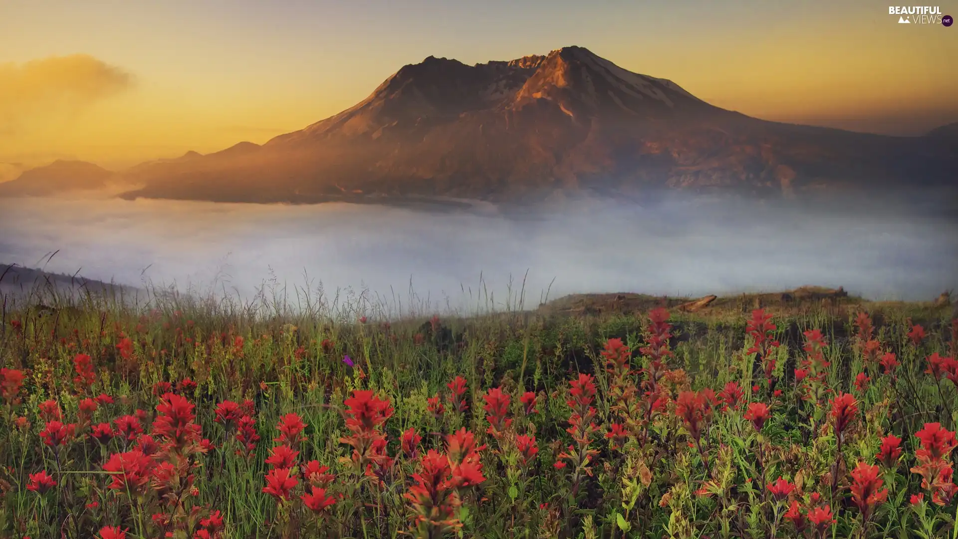 Flowers, mountains, Fog