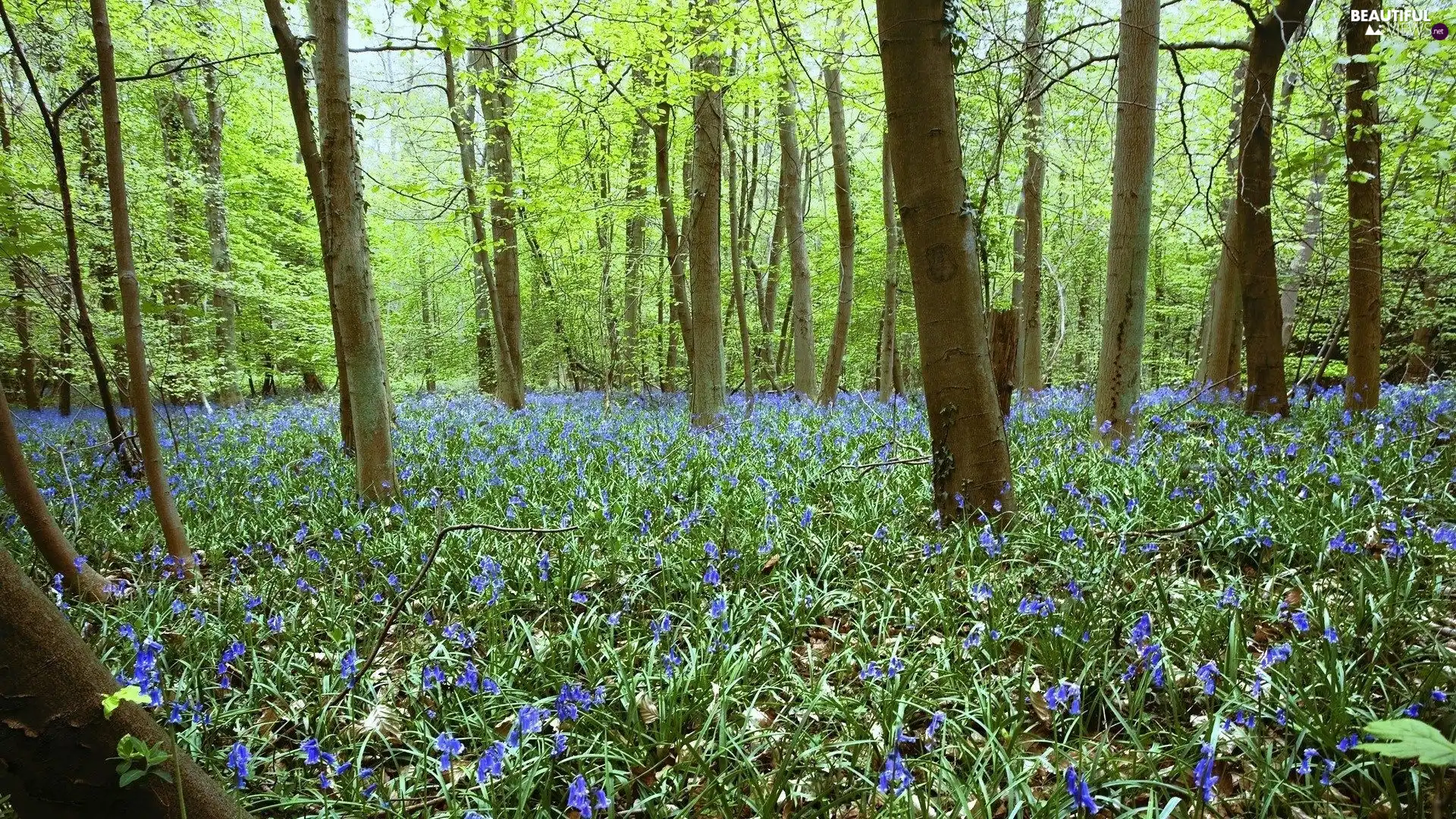 forest, Flowers