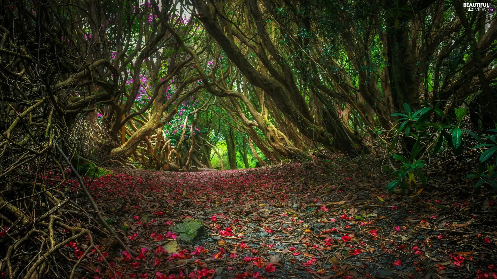 forest, flakes, flowers, Way
